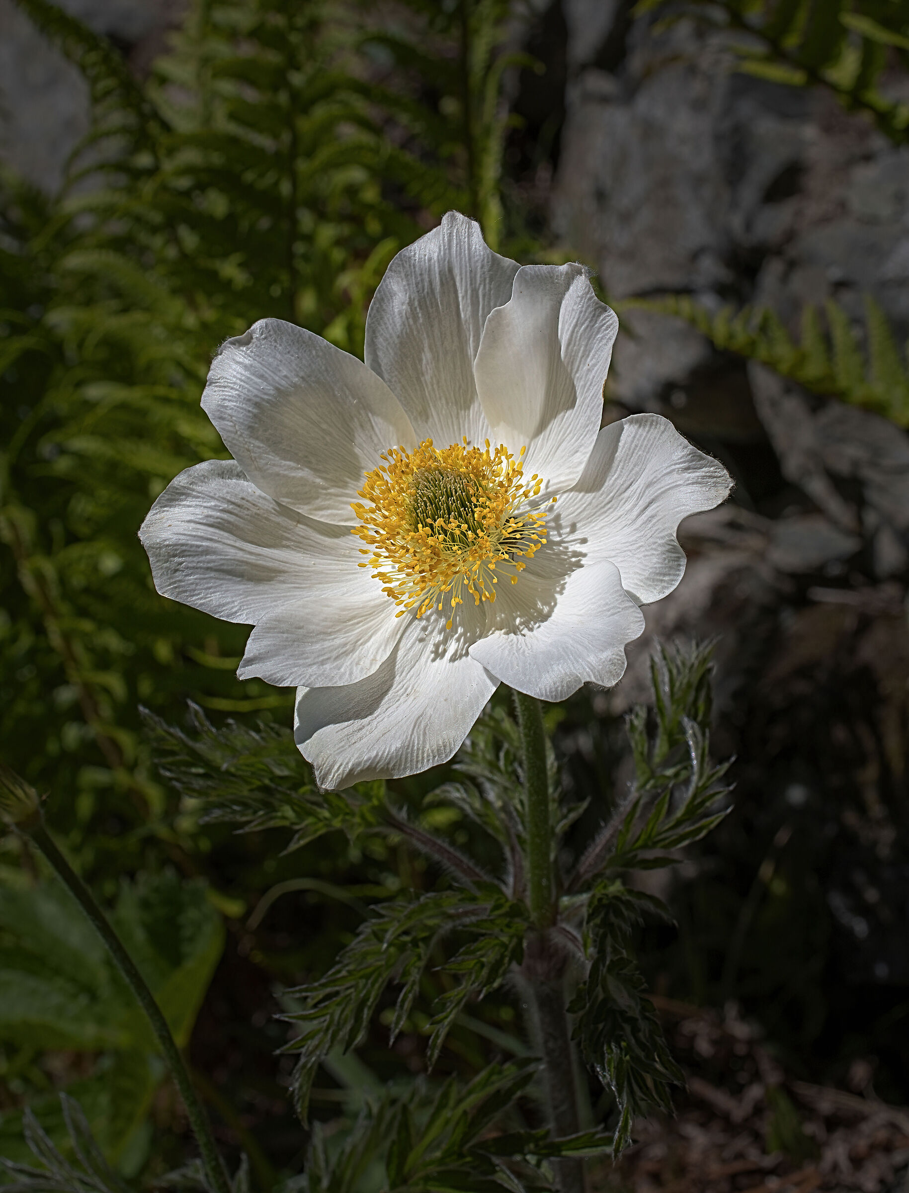 Alpine pulsatilla...