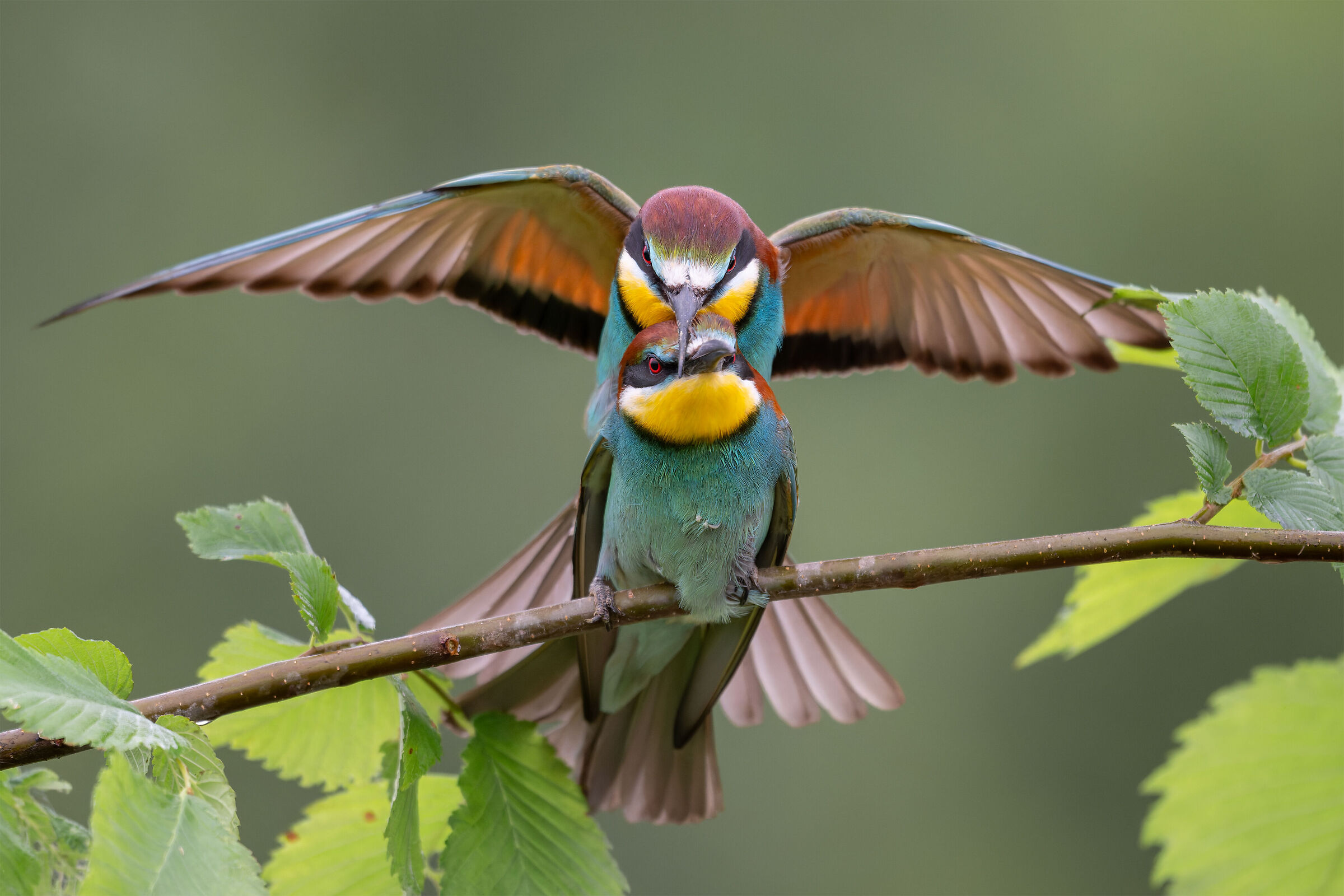 Merops apiaster