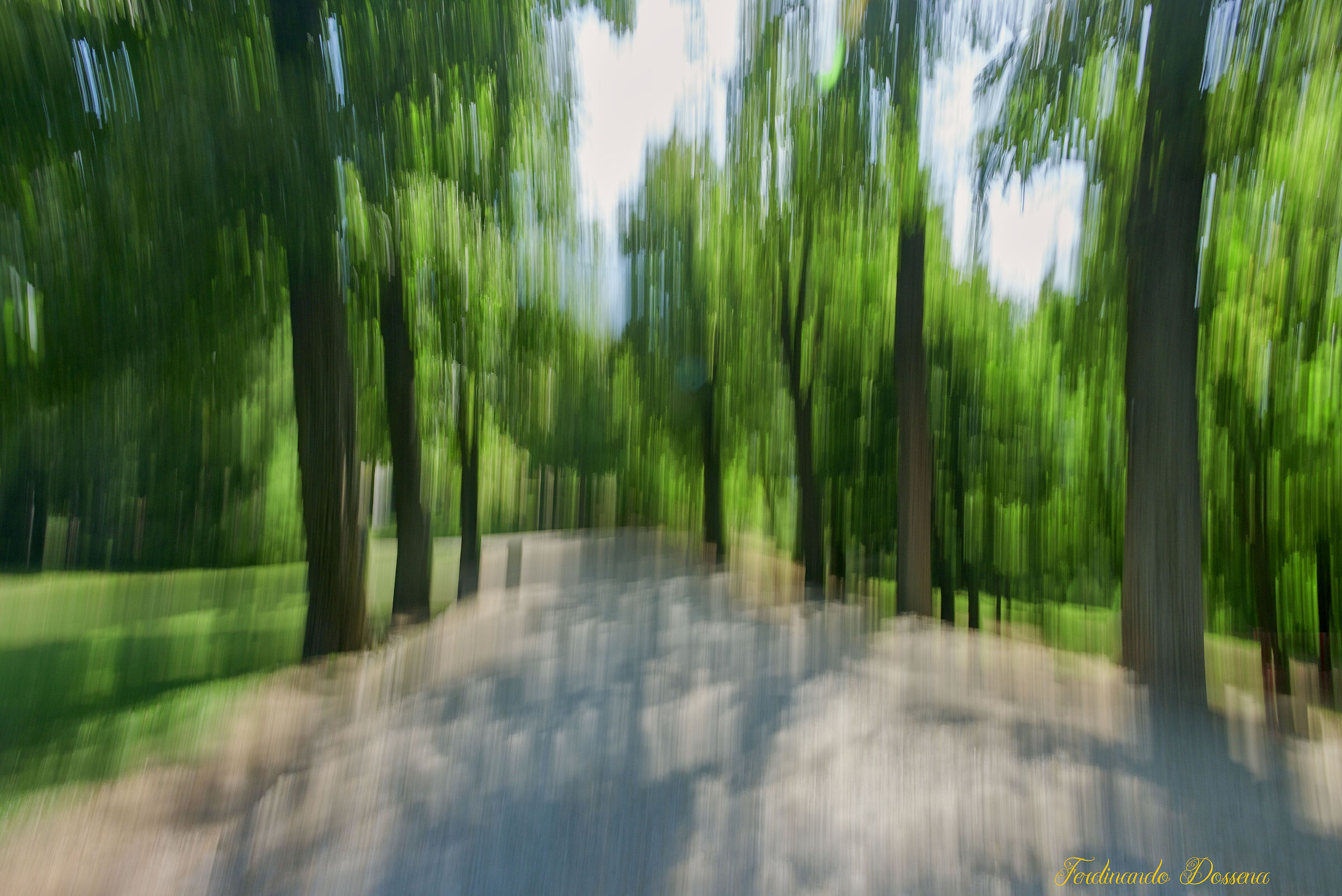 Alberi slanciati lungo il viale