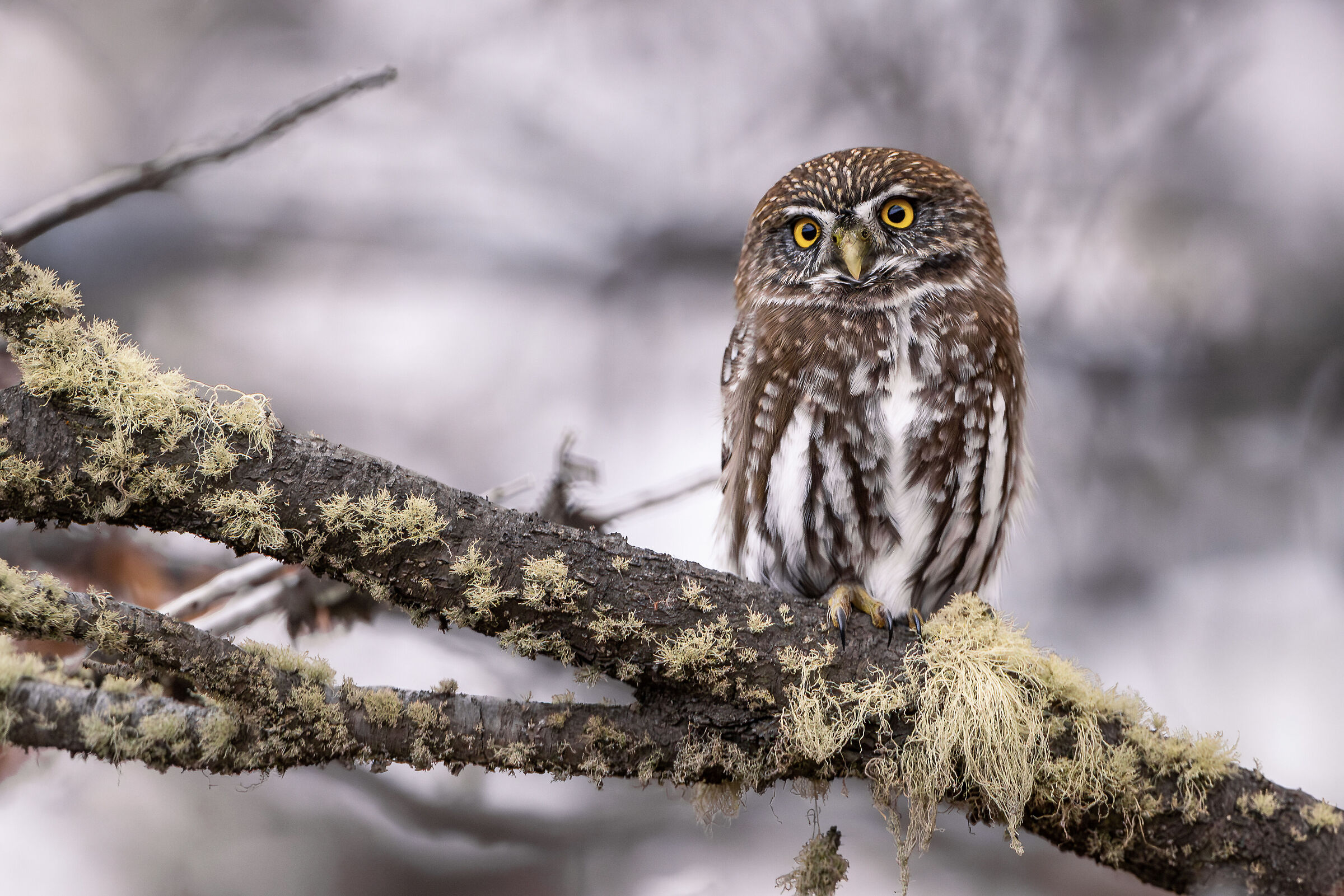 Civetta pigmea australe (Glaucidium nana)