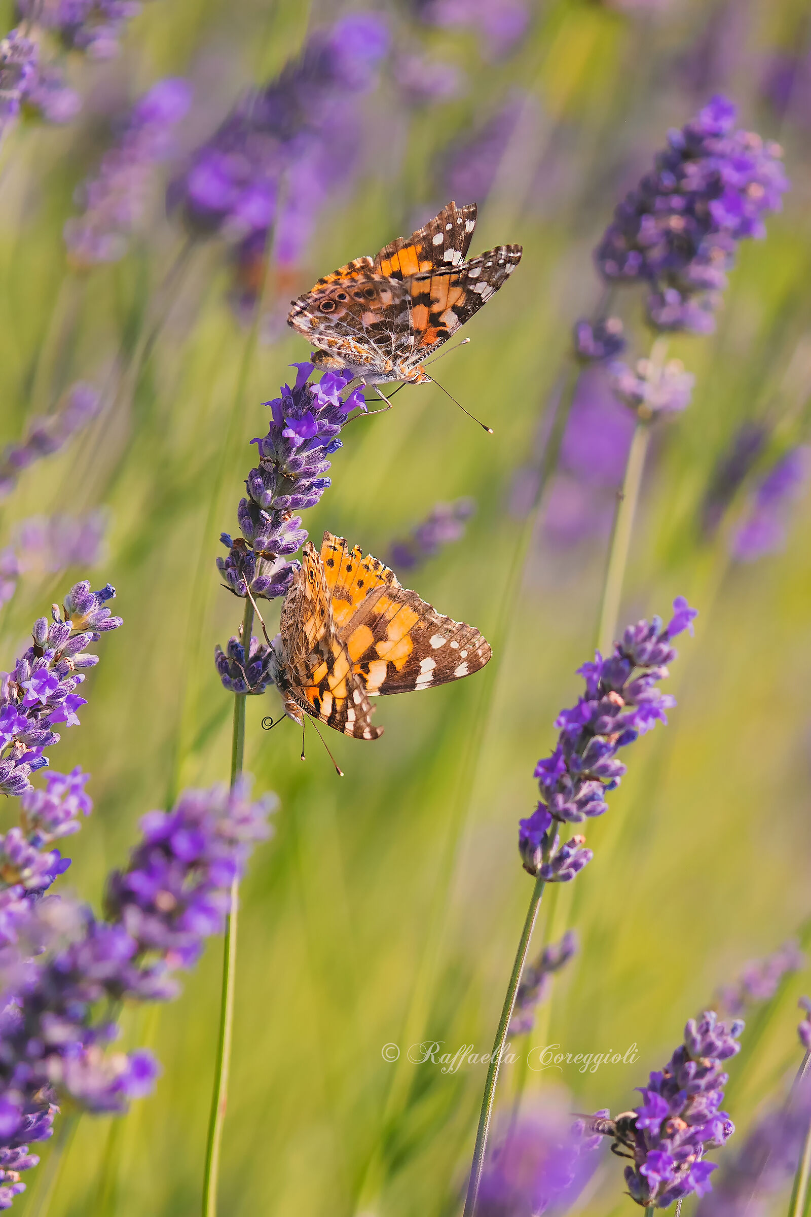 Colazione sulla Lavanda