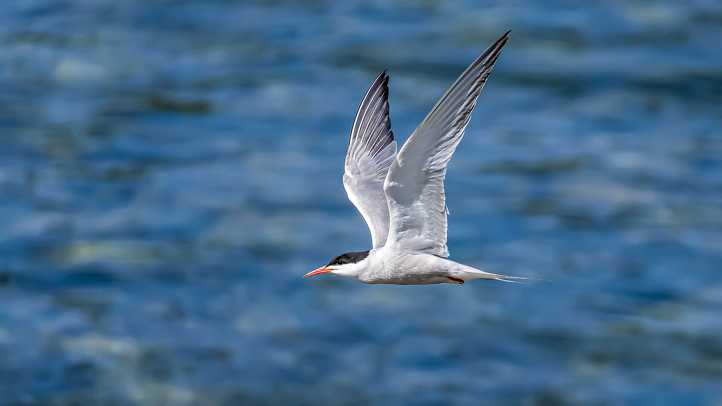 Tern !!
