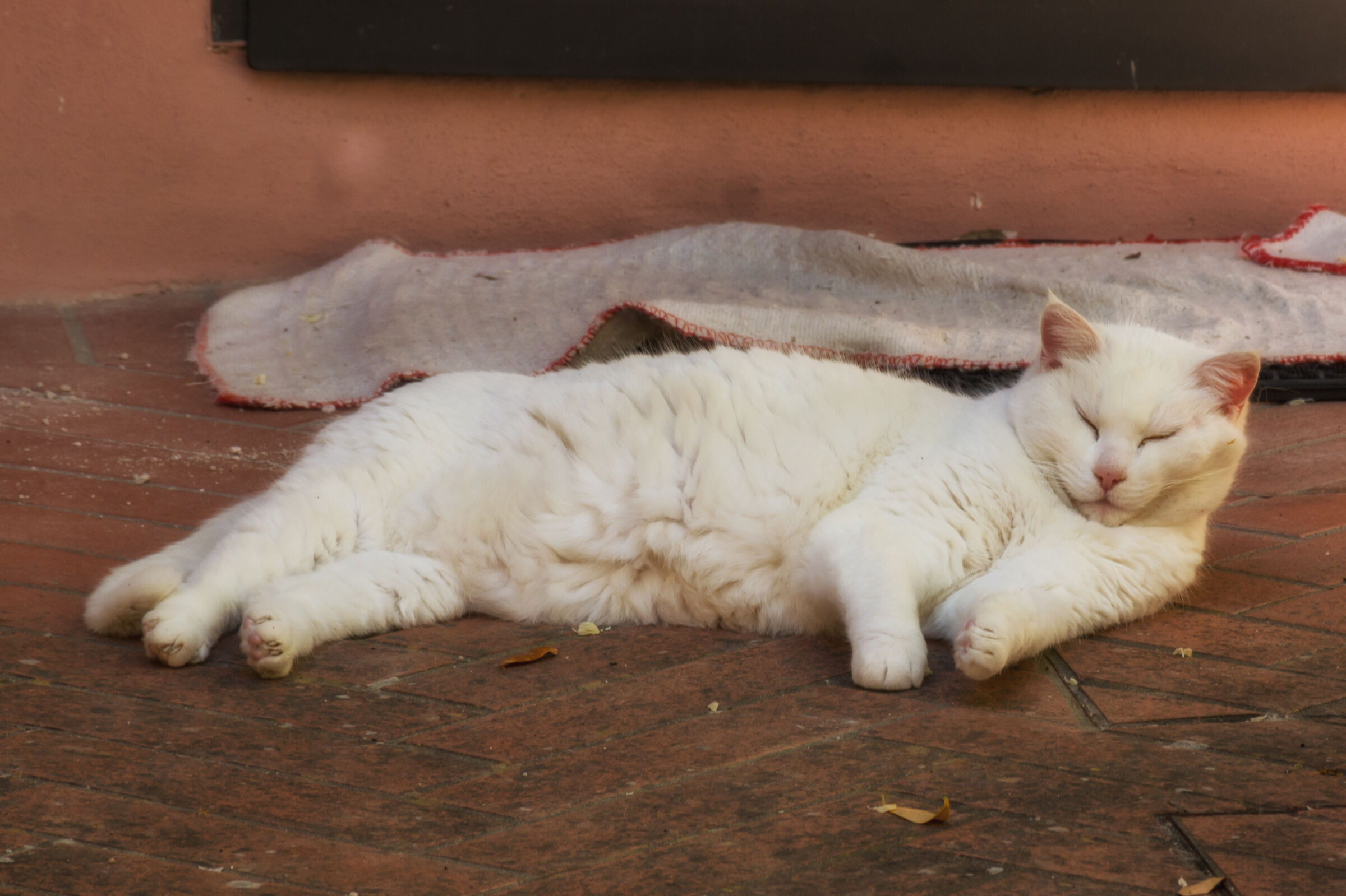 Sleeping Beauty