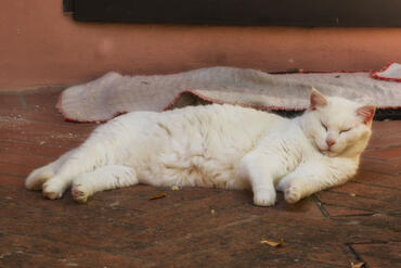 Cats