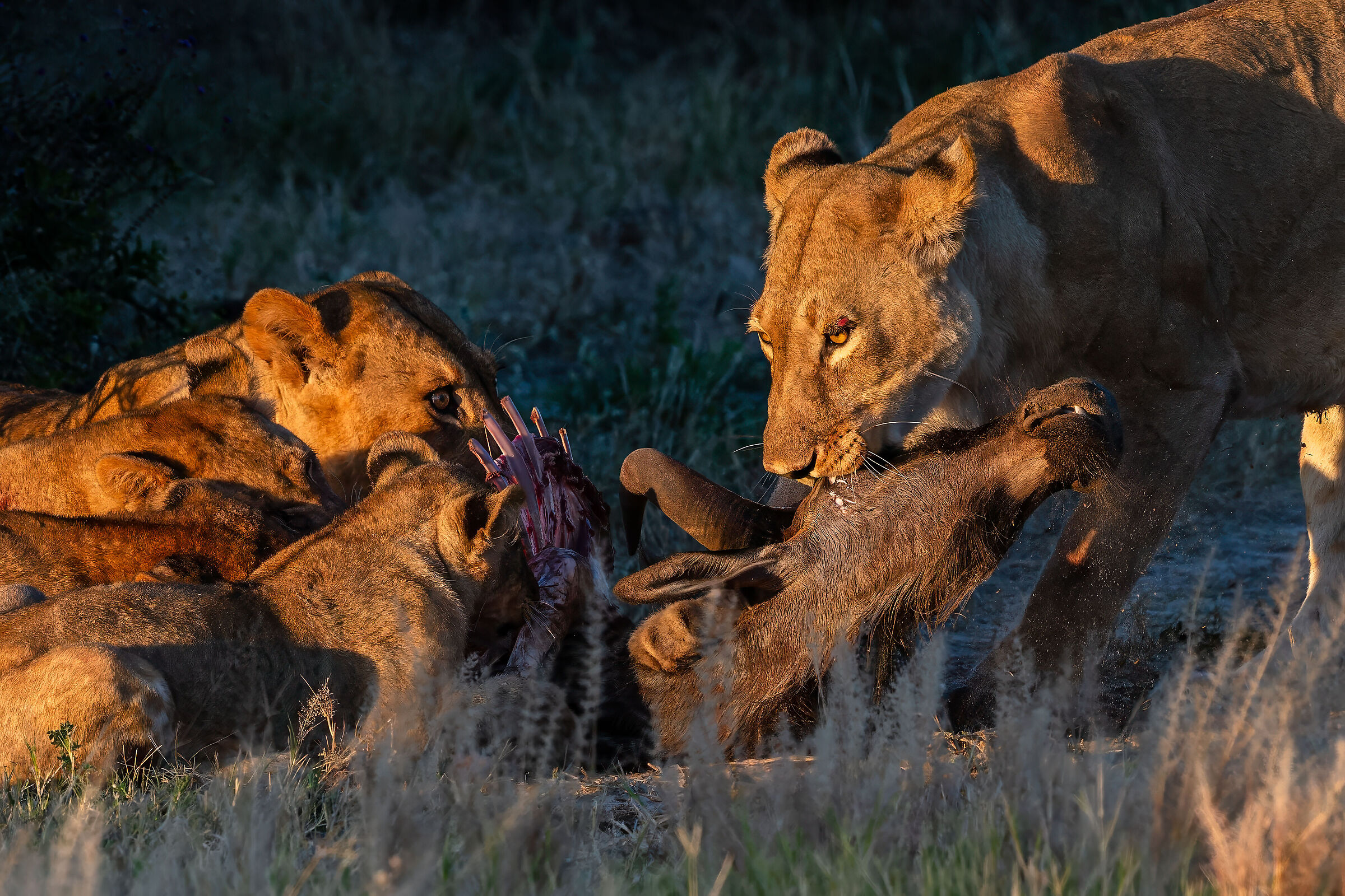 death and life in the bush