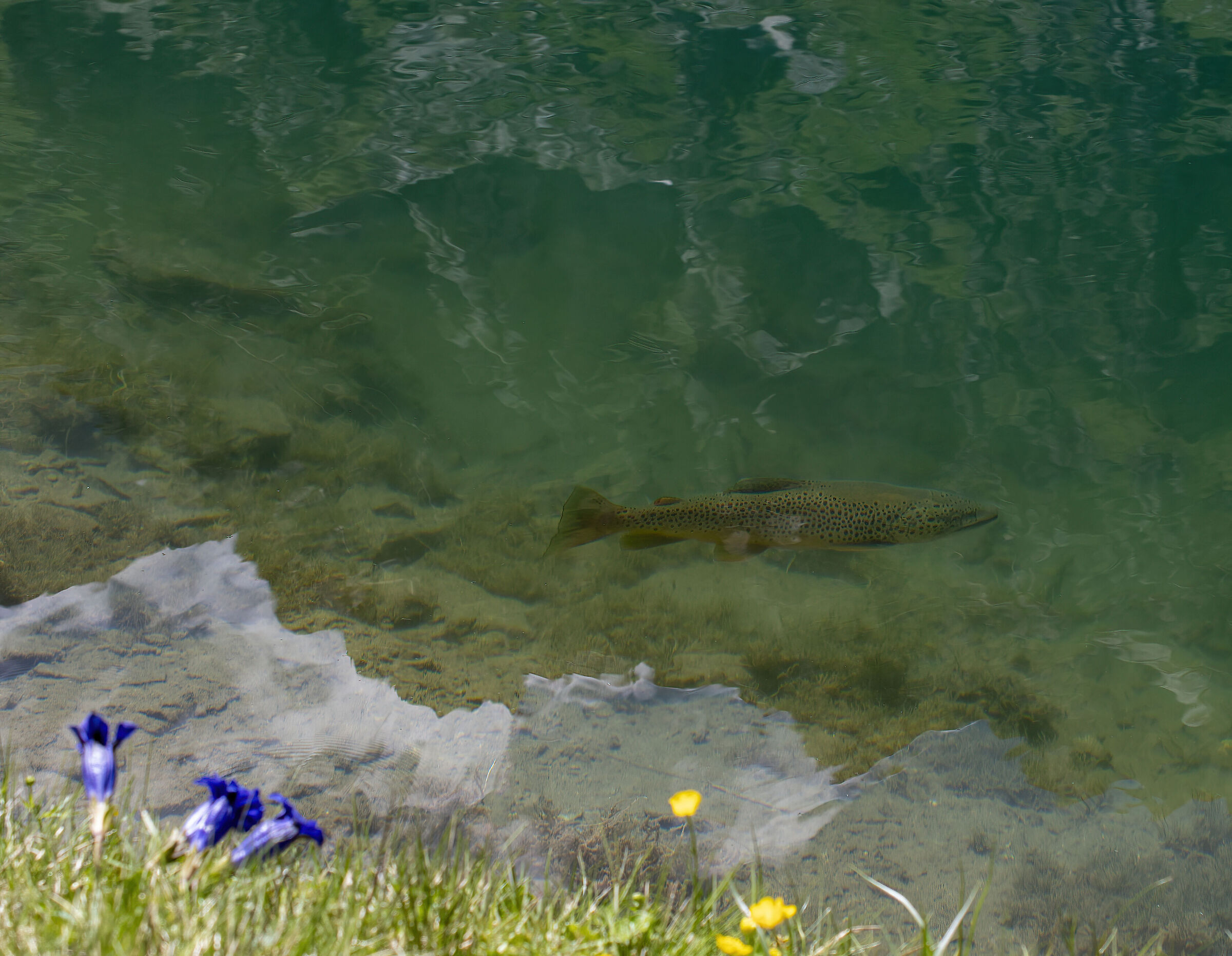 On the shores of Lake Fiorenza...