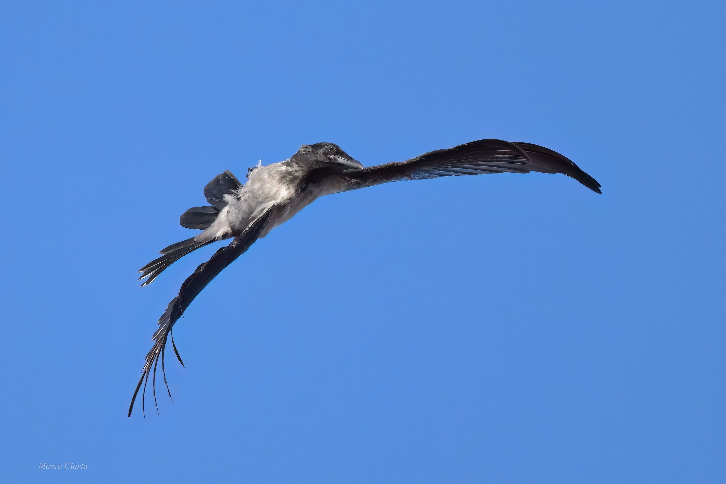 Aerobatic flight Crow (Corvus cornix)