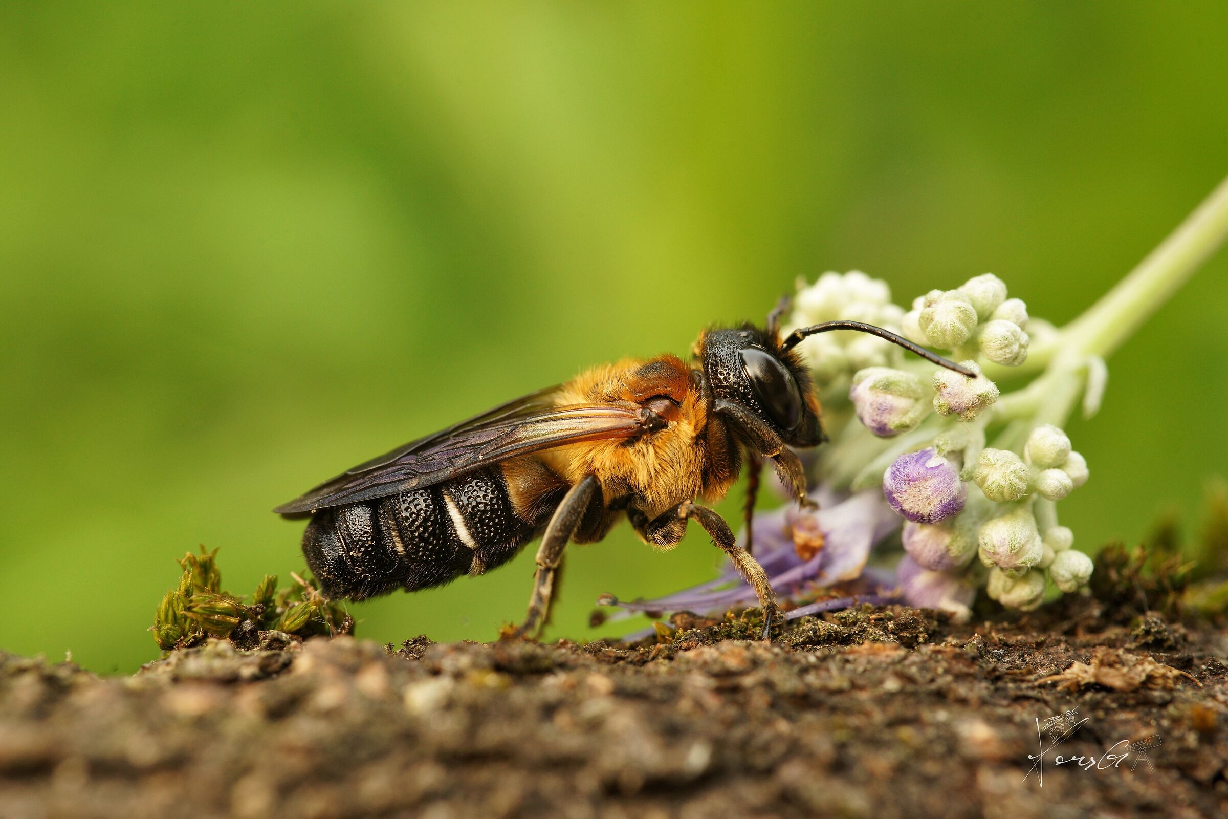 Megachile Sculpturalis