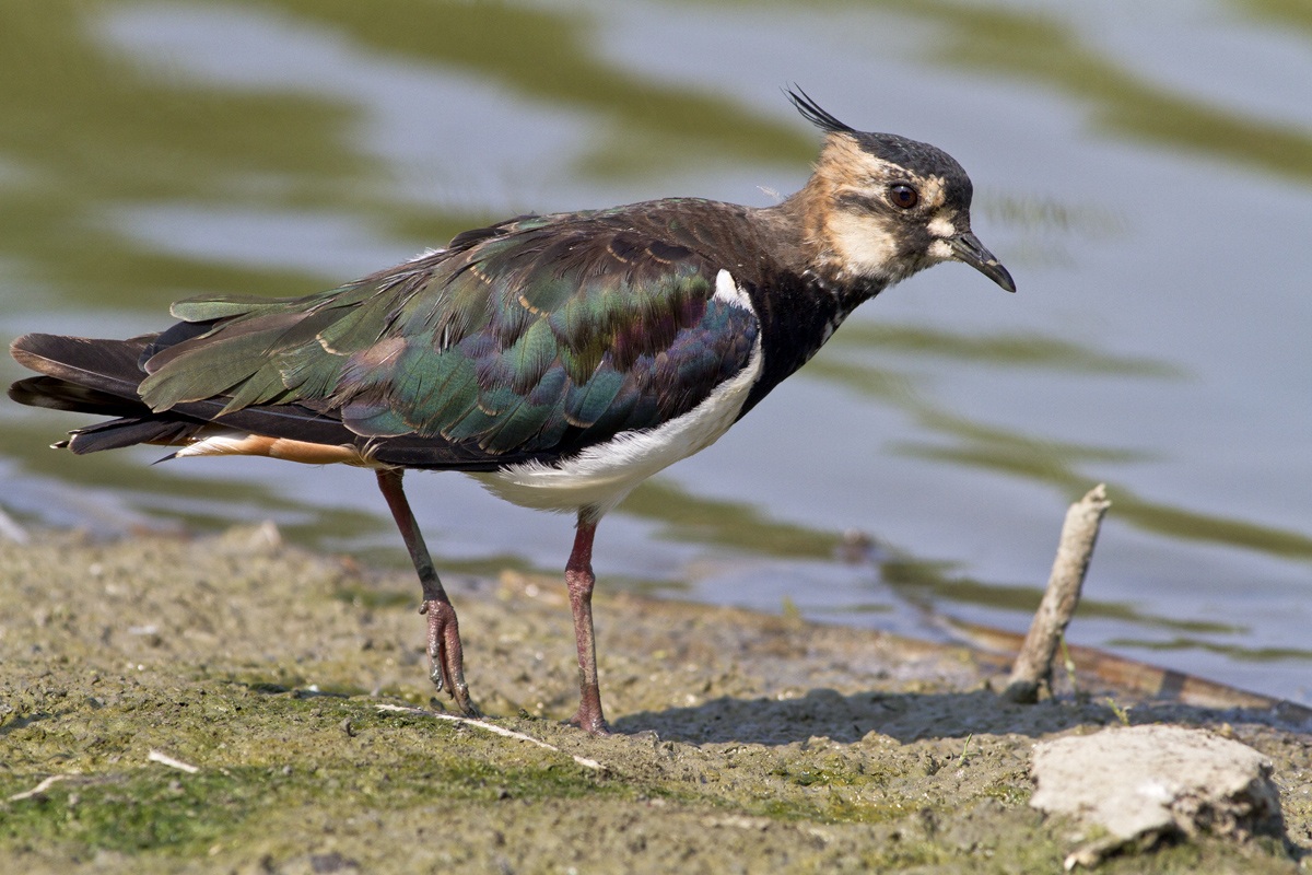 I Colori della Pavoncella