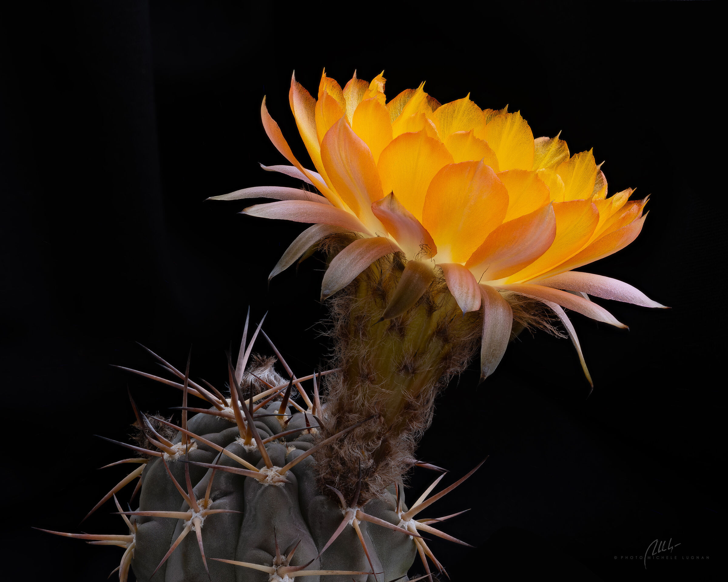 Acanthocalycium glaucum forma Tres Cascadas, Cordoba