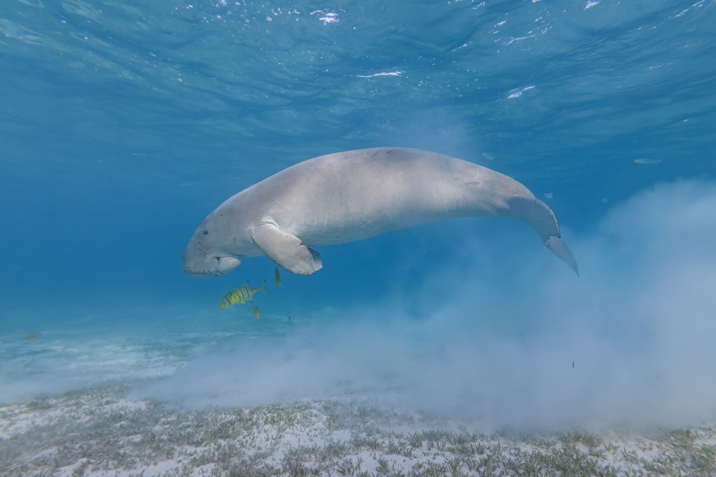 Dugong