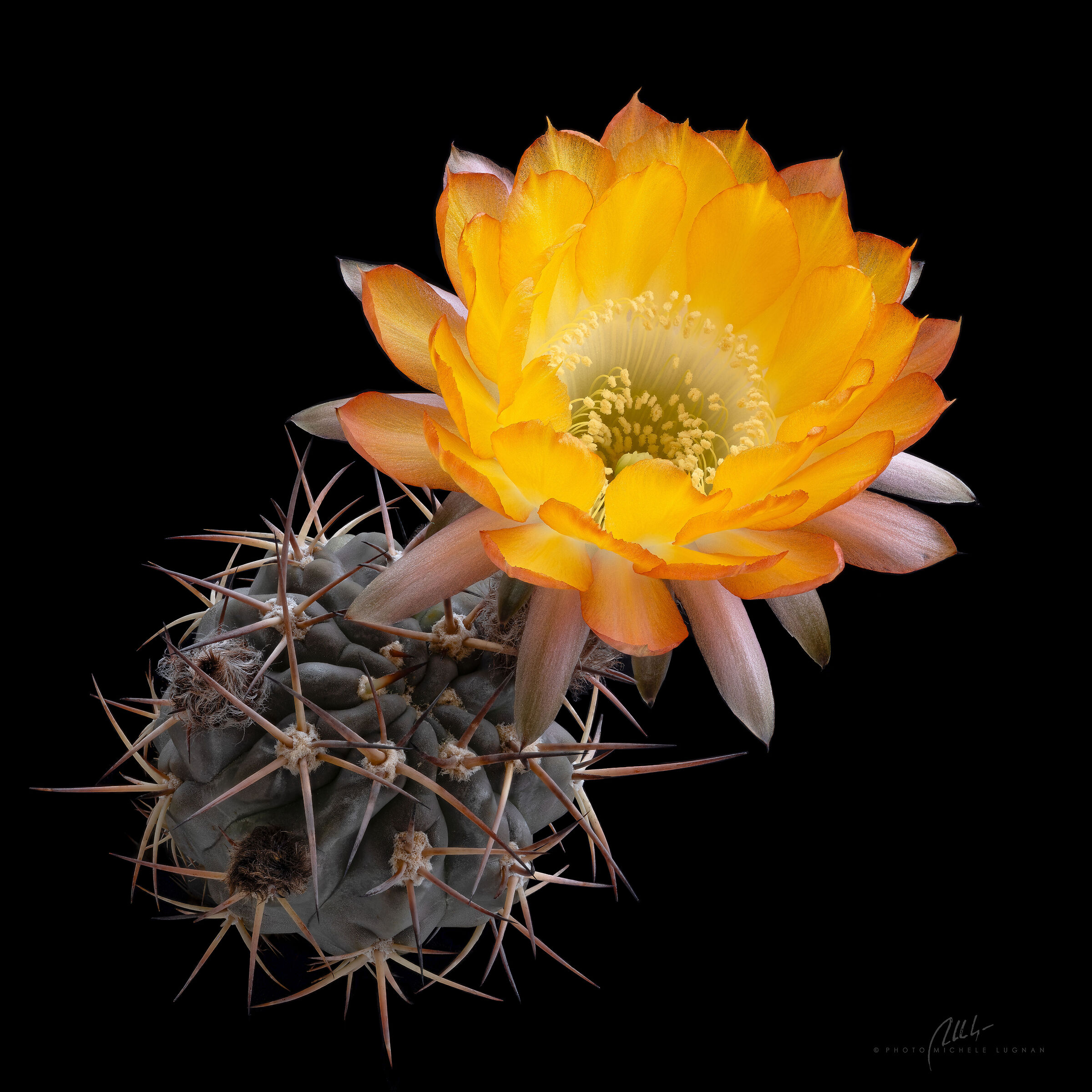 Acanthocalycium glaucum form Tres Cascadas, Argentina