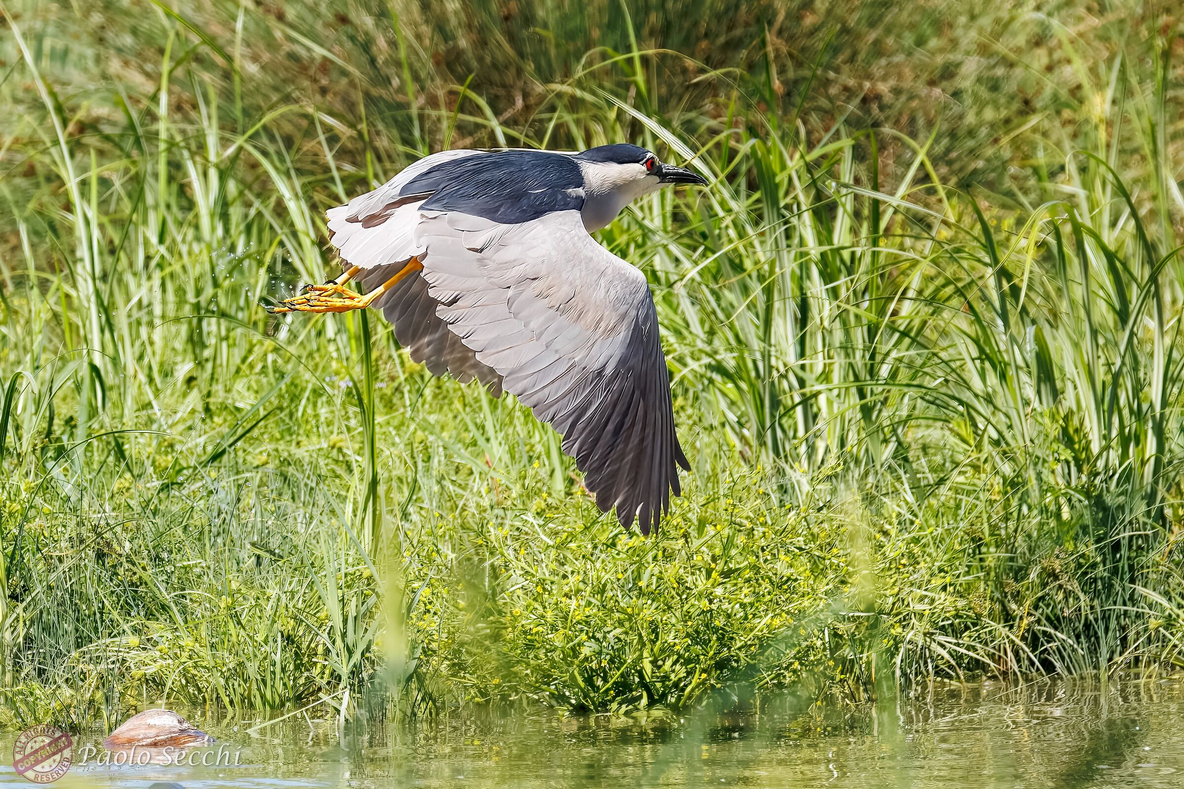 Night heron after taking off