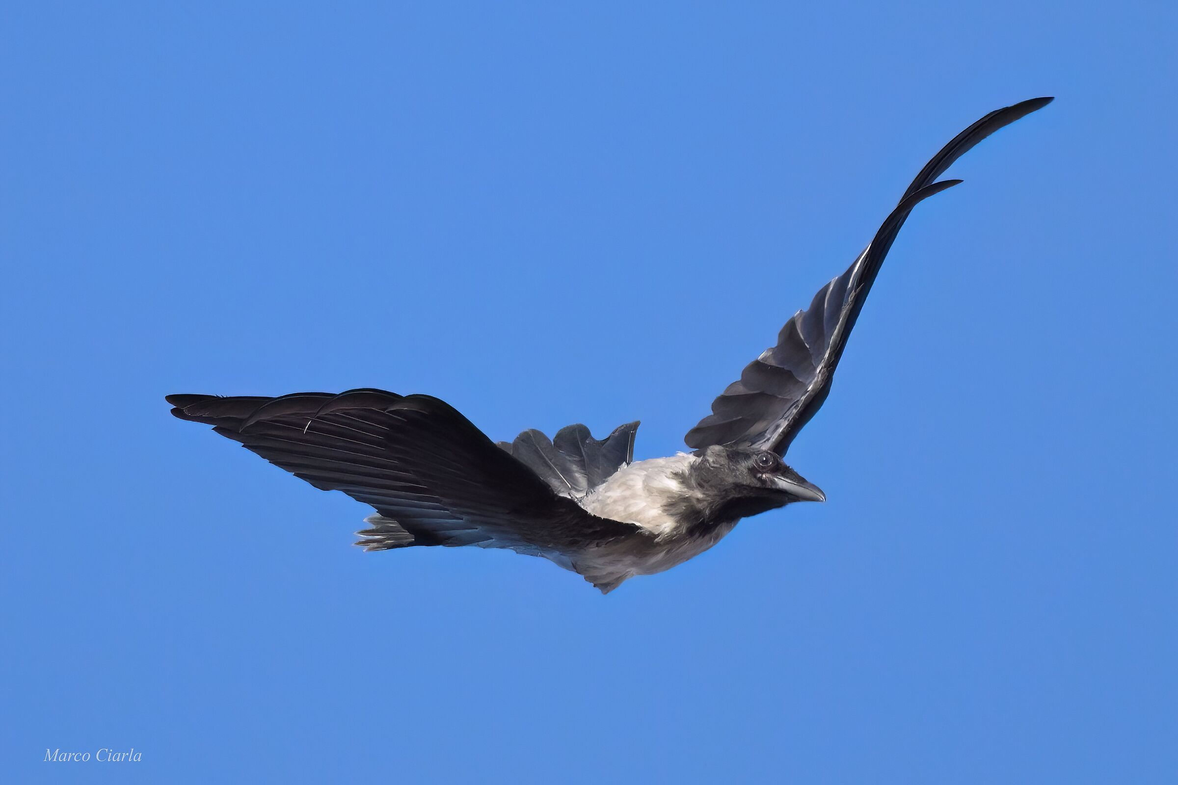 Aerobatic Flight 2 Gray Crow (Corvus cornix)