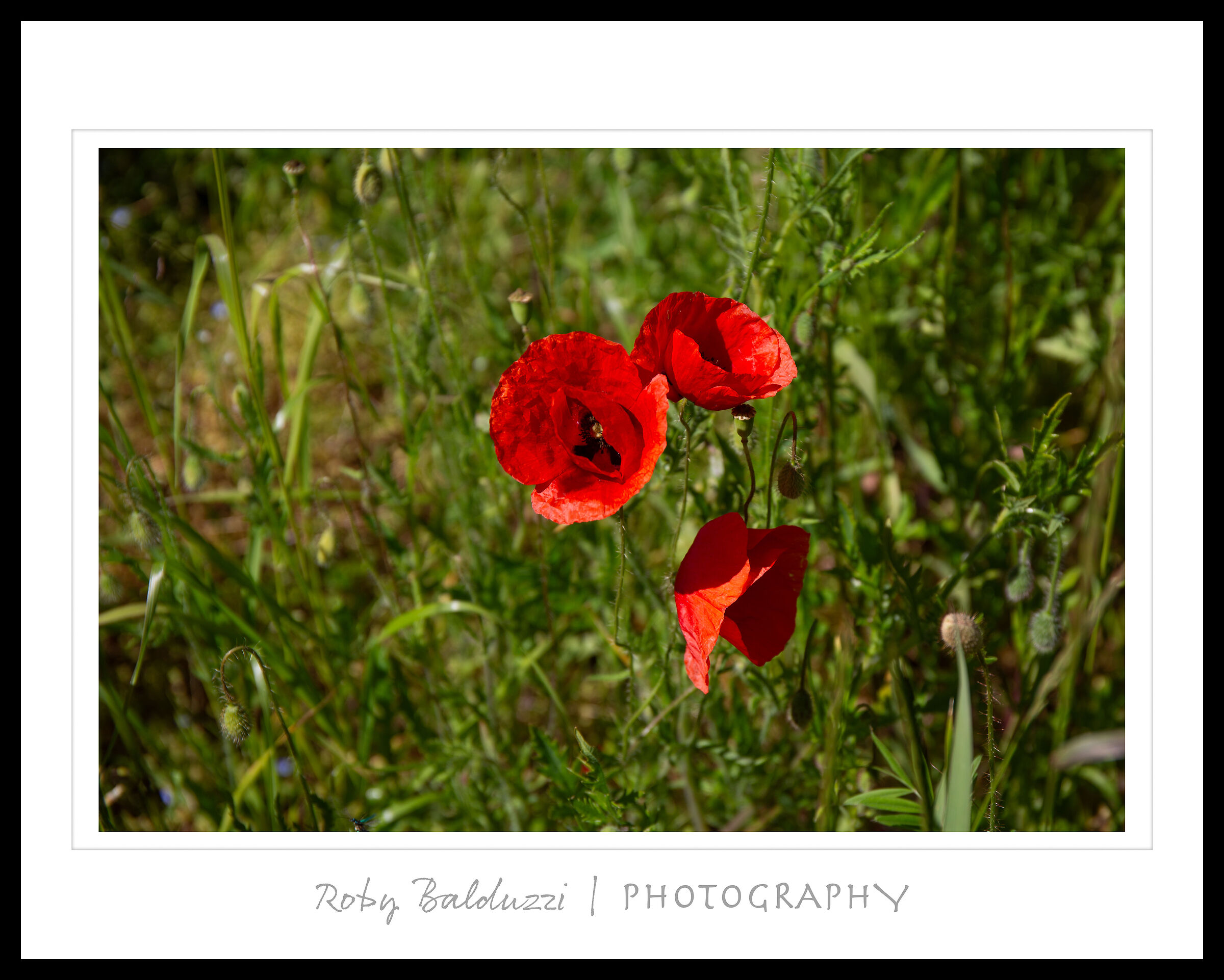 Late spring