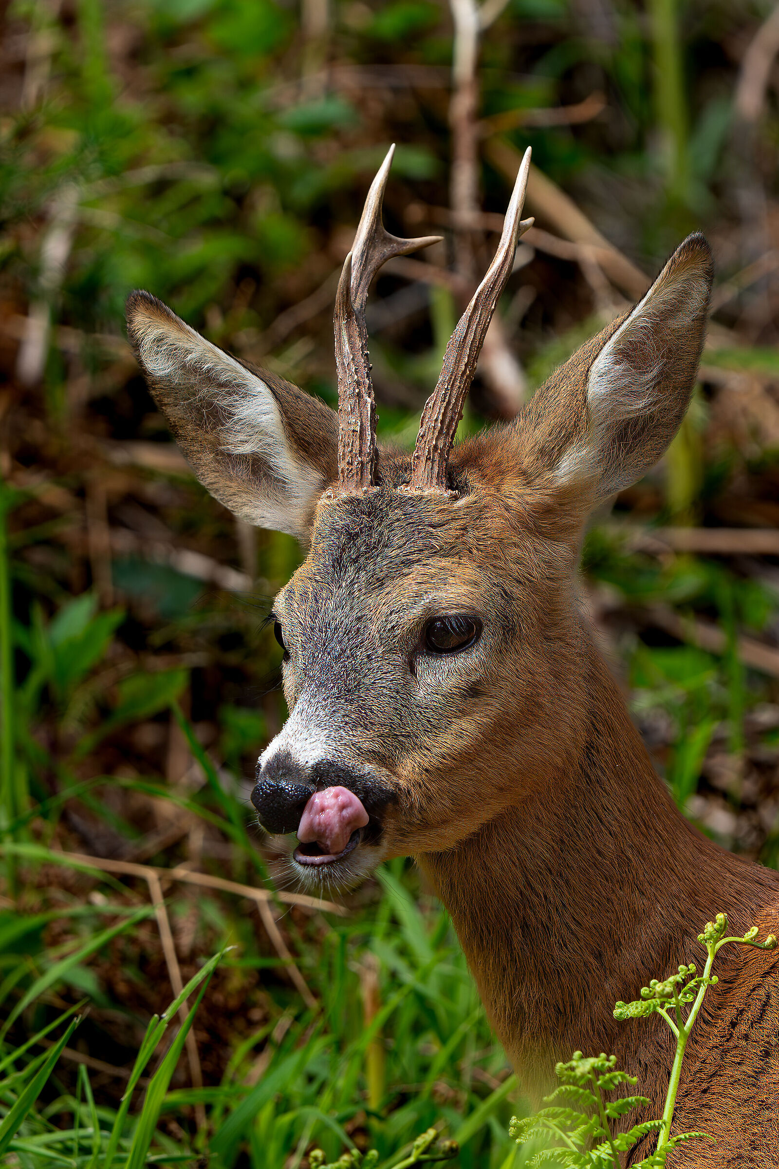Male roe deer licking his lips