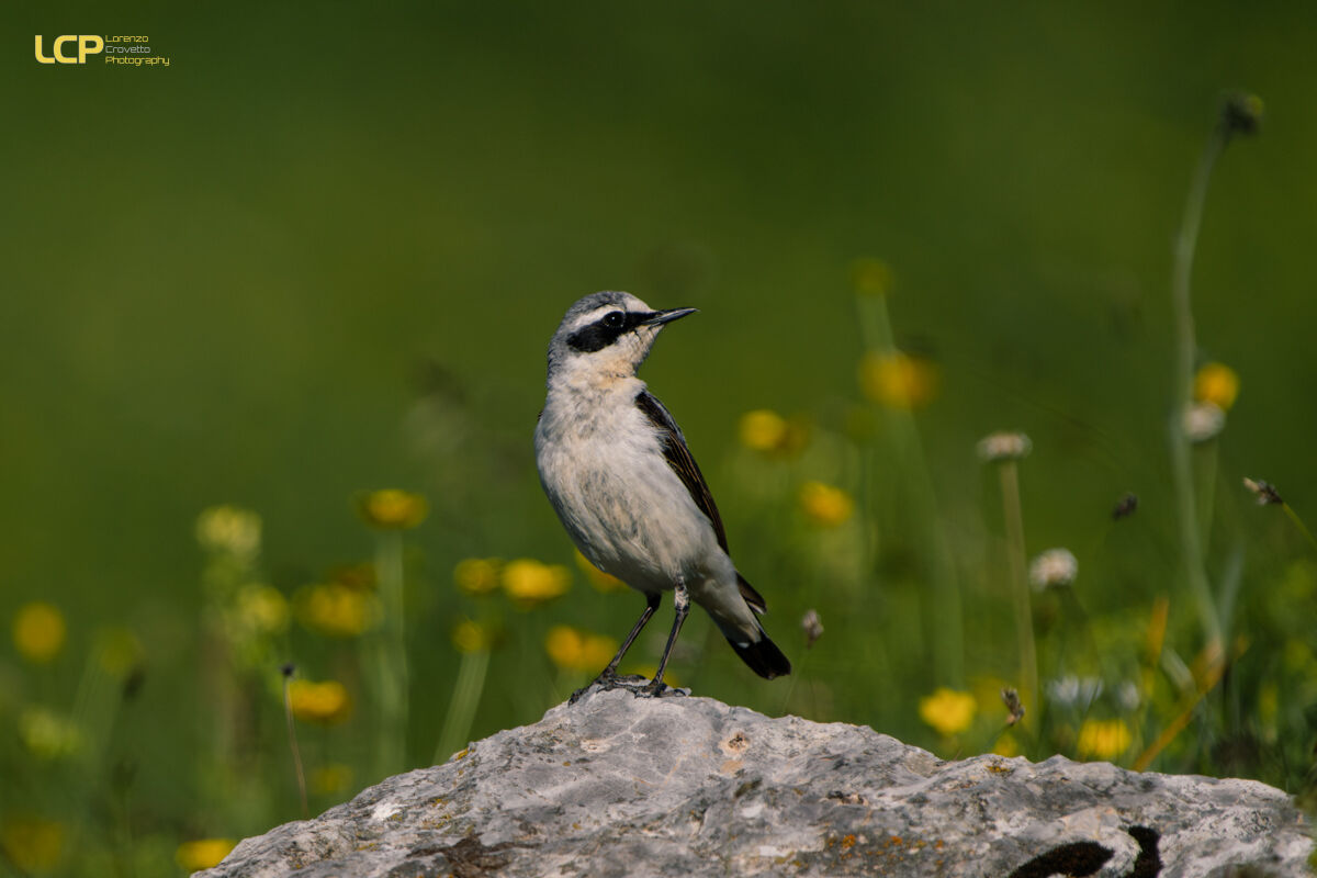 Wheatear