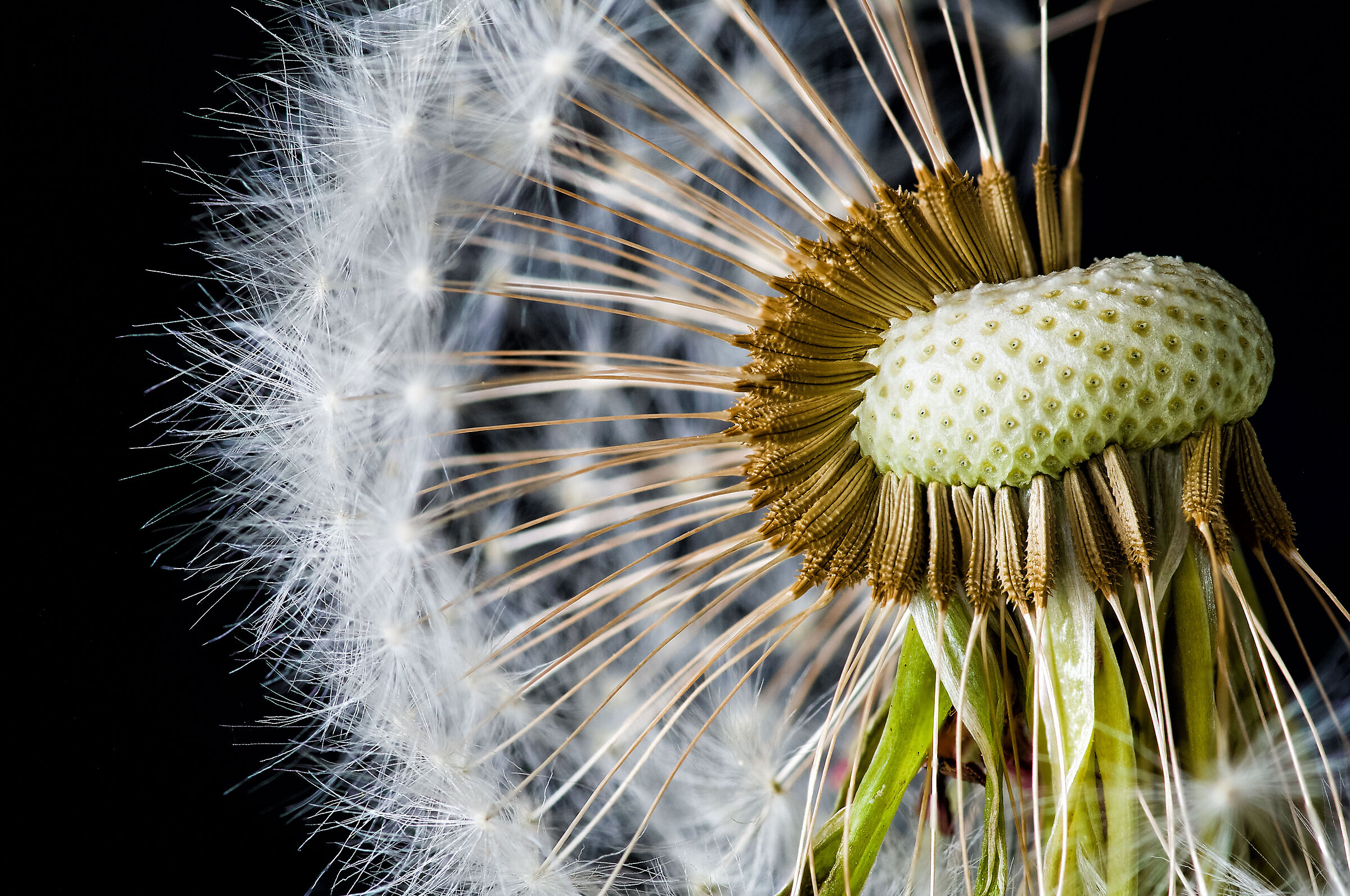 Dandelion
