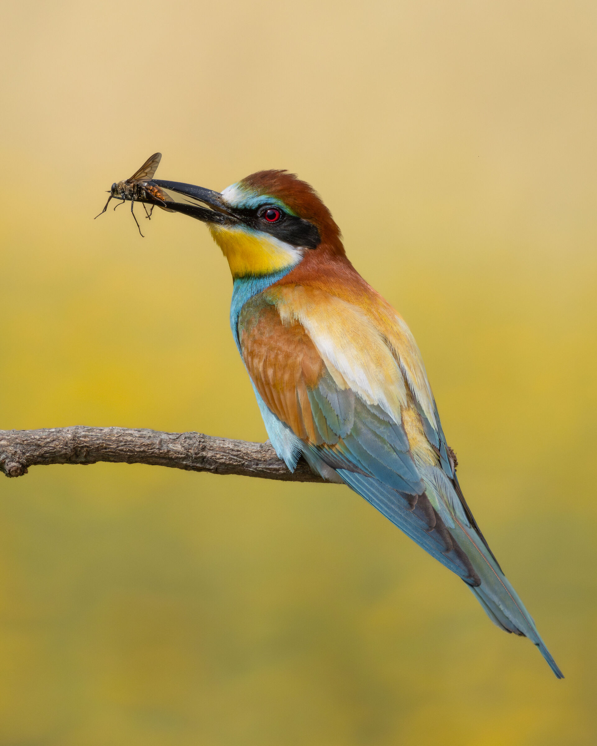 Bee-eater with prey