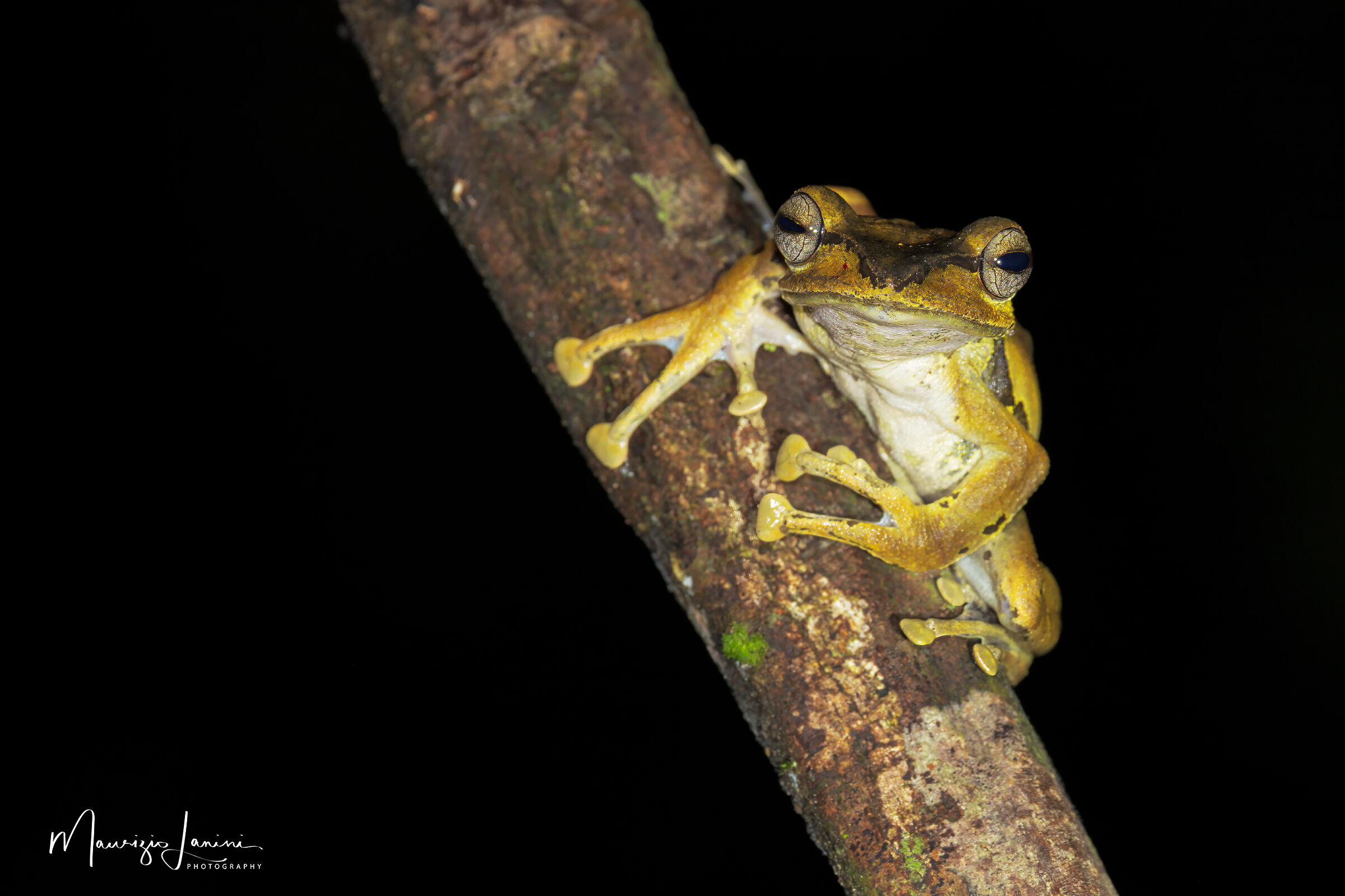 Rana arboricola