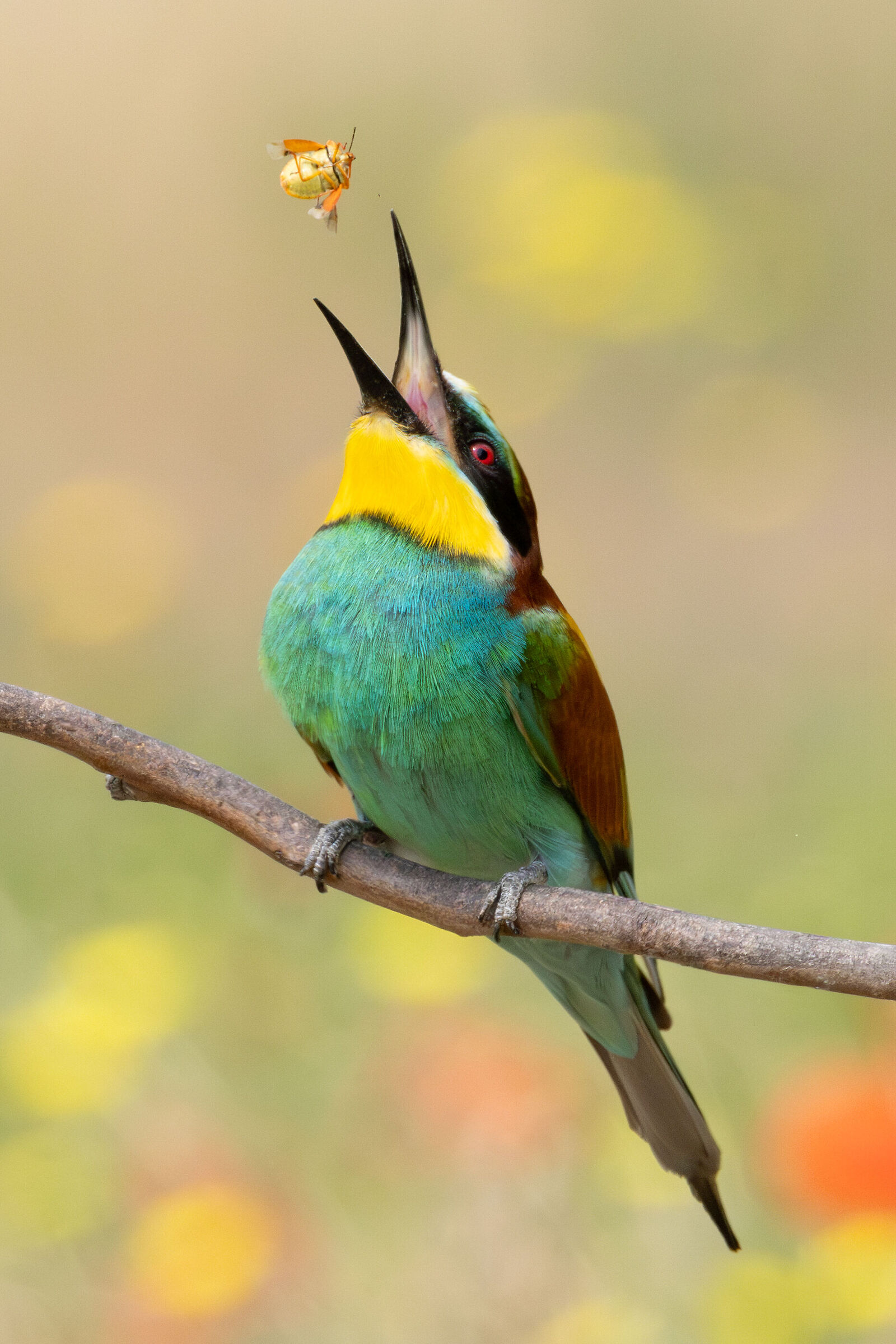 Bee-eater with prey
