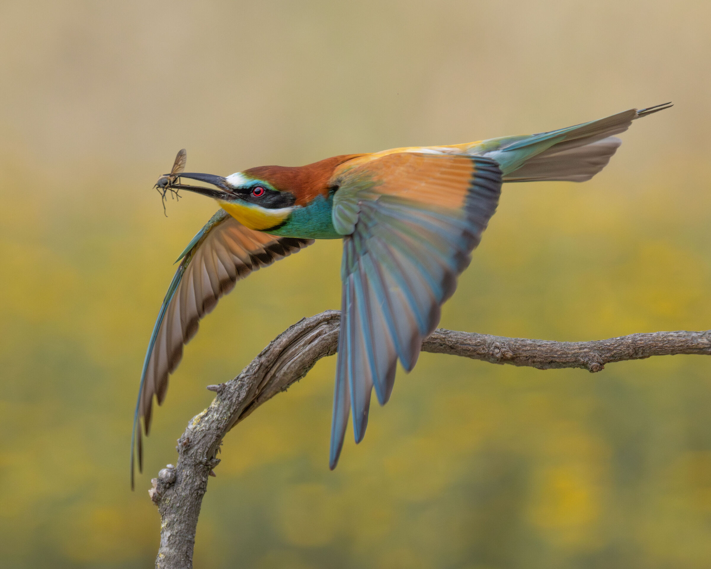 Bee-eater in flight with prey