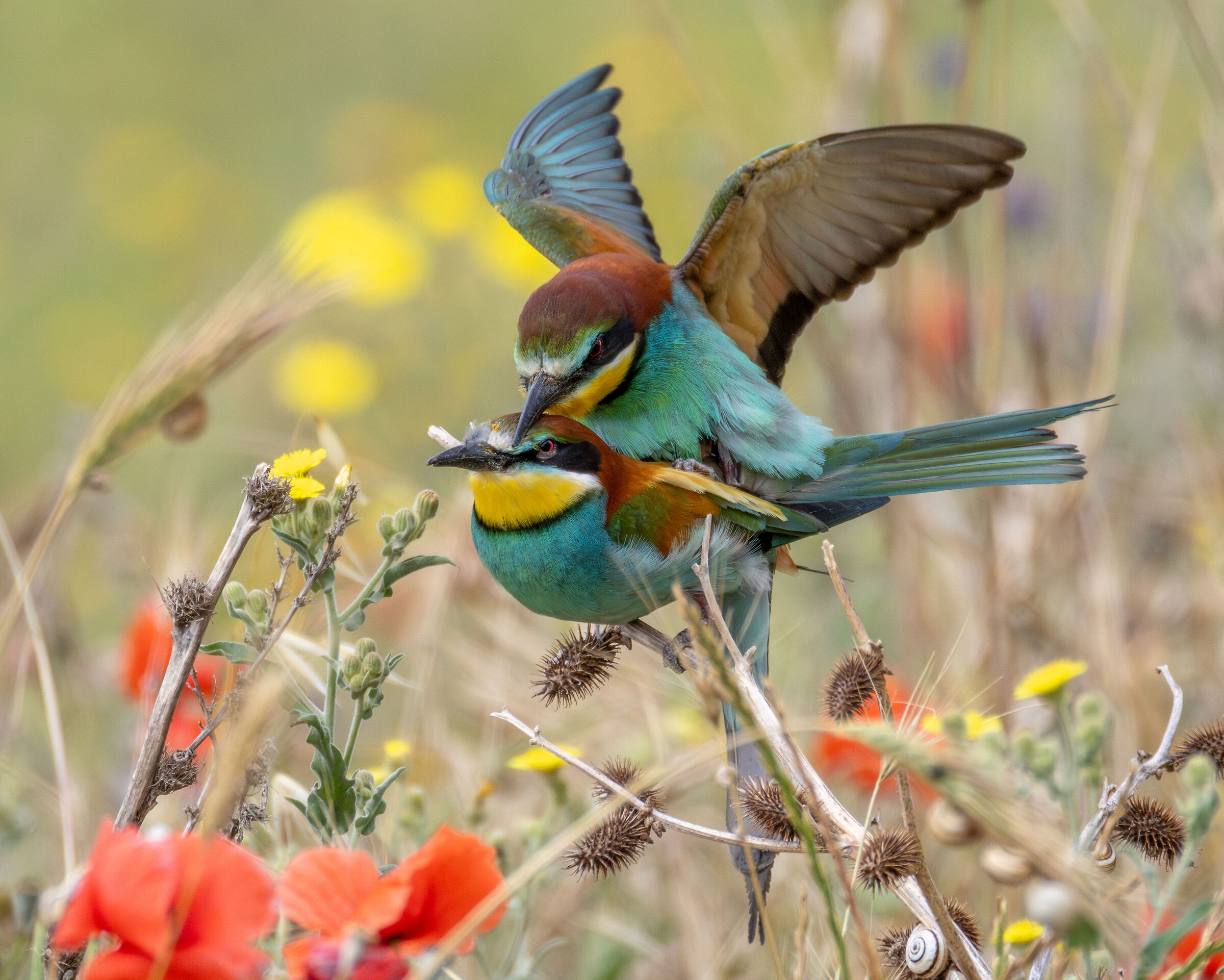 Mating bee-eaters