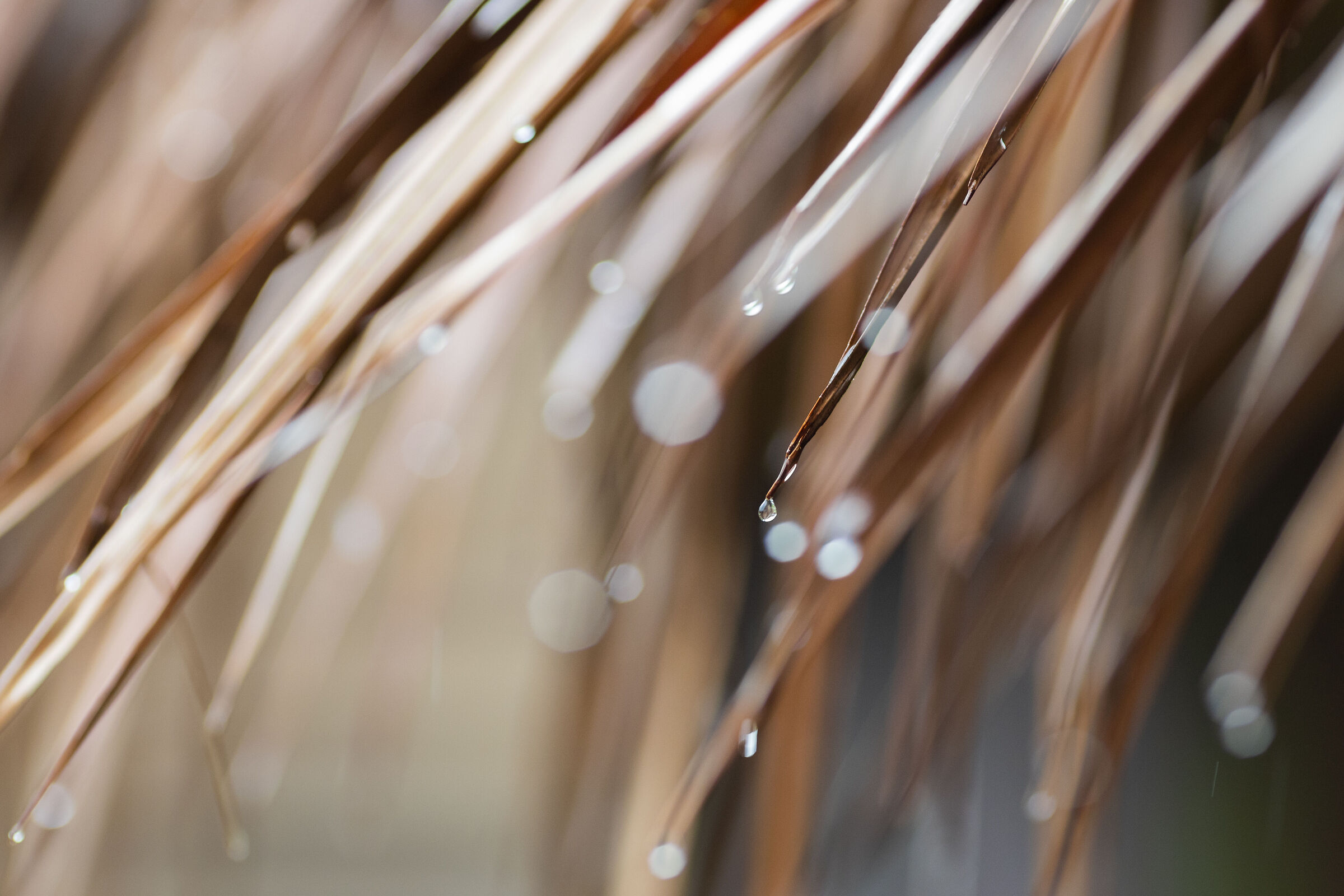 Drops