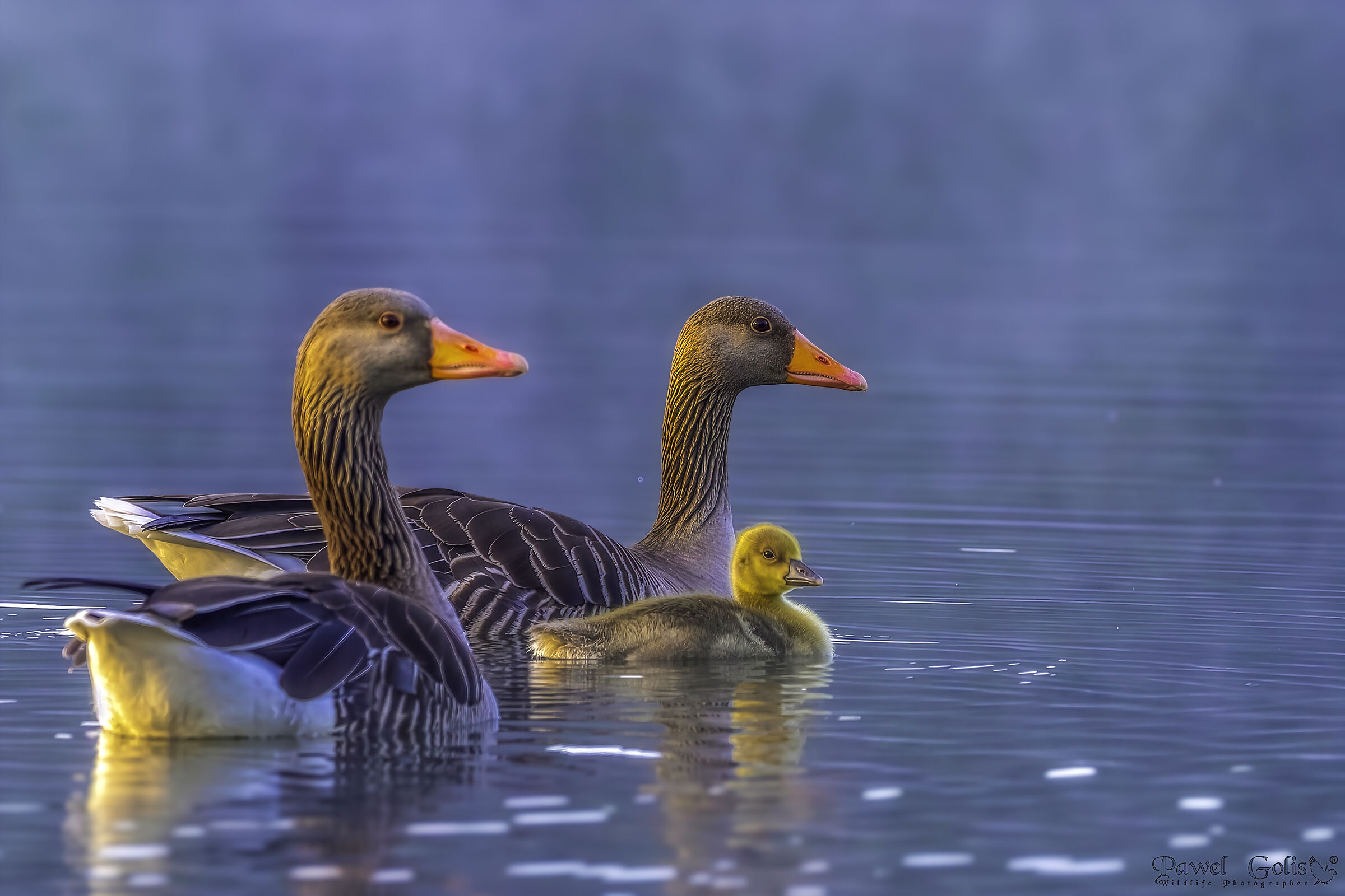 Greylag goose (Anser anser)