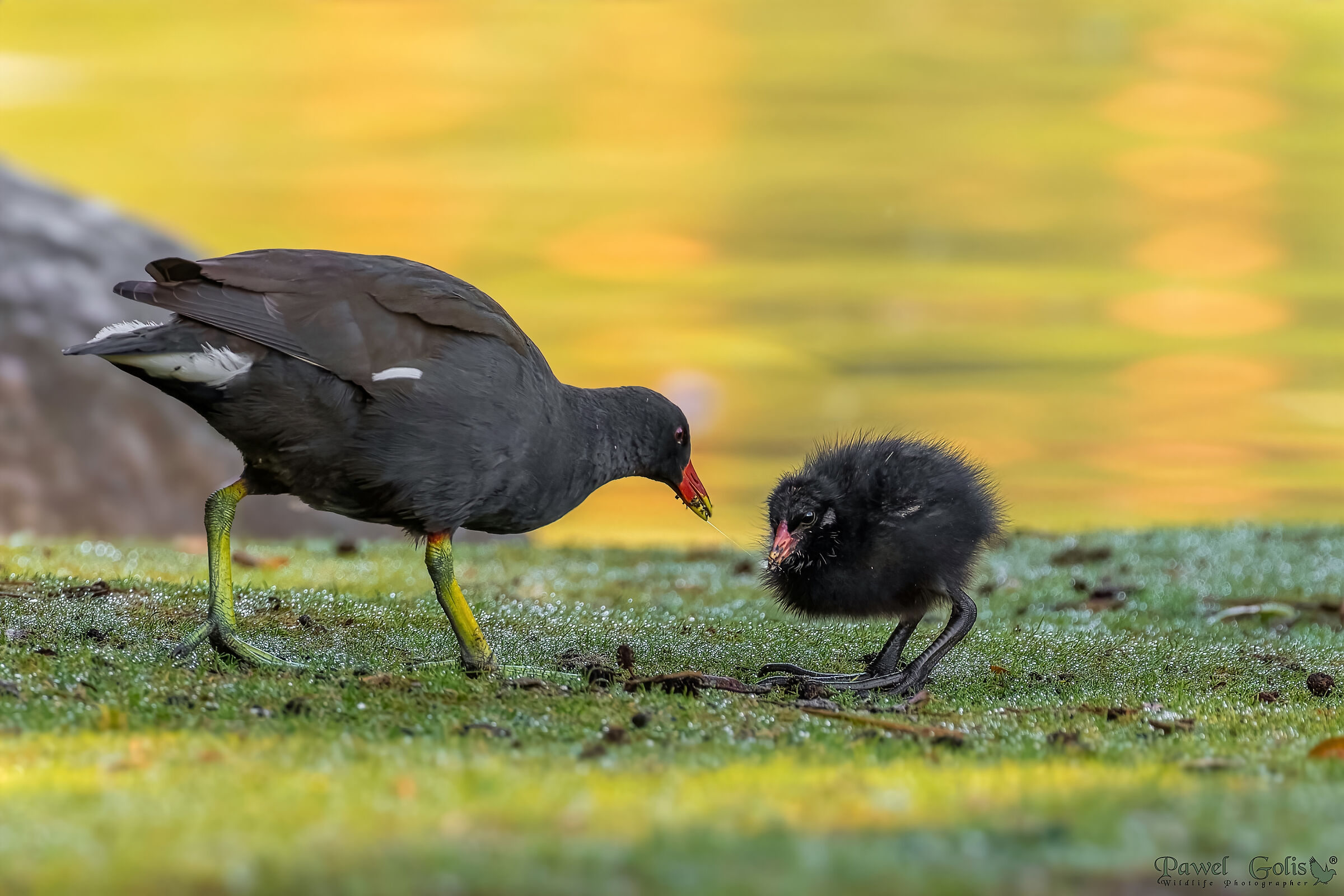 Common Moorhen (Gallinula chloropus)