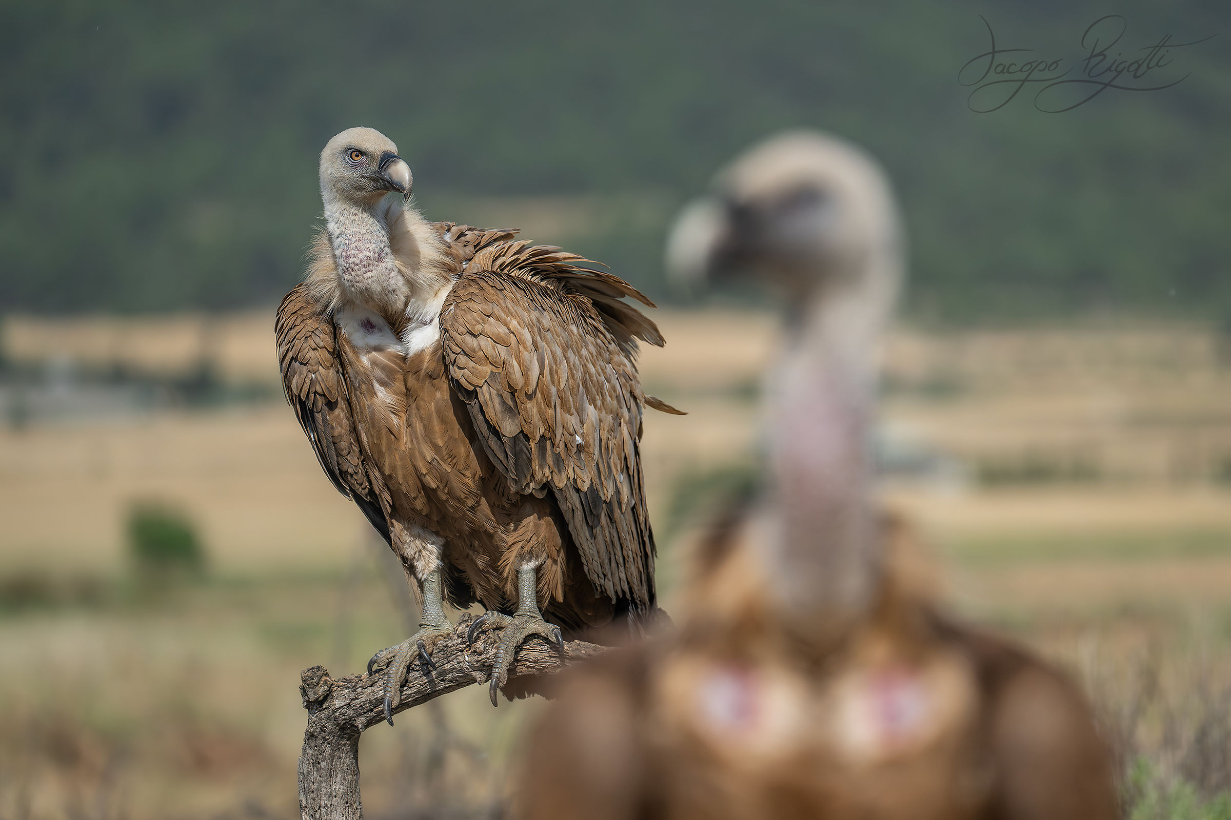 Vultures