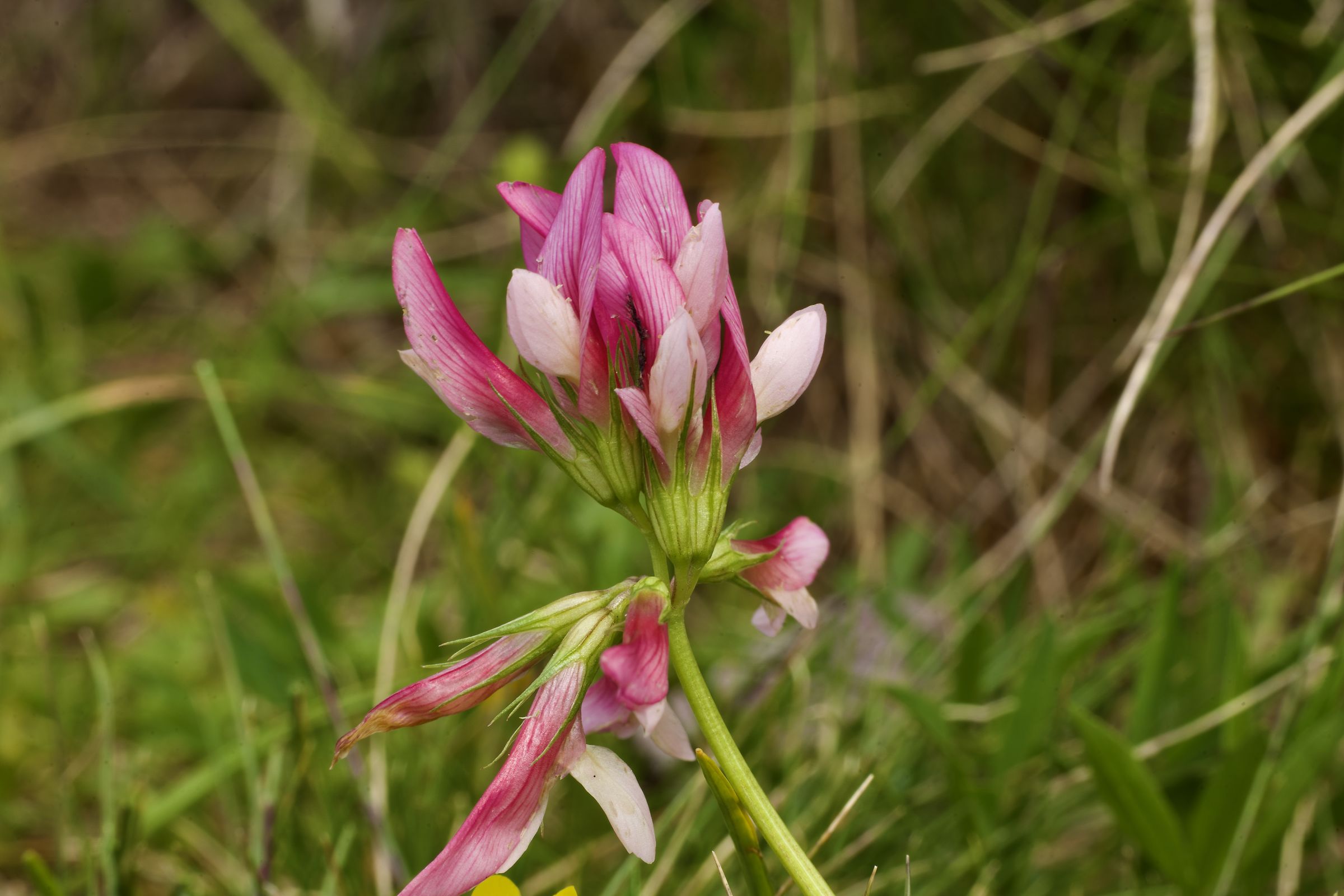 Alpine clover