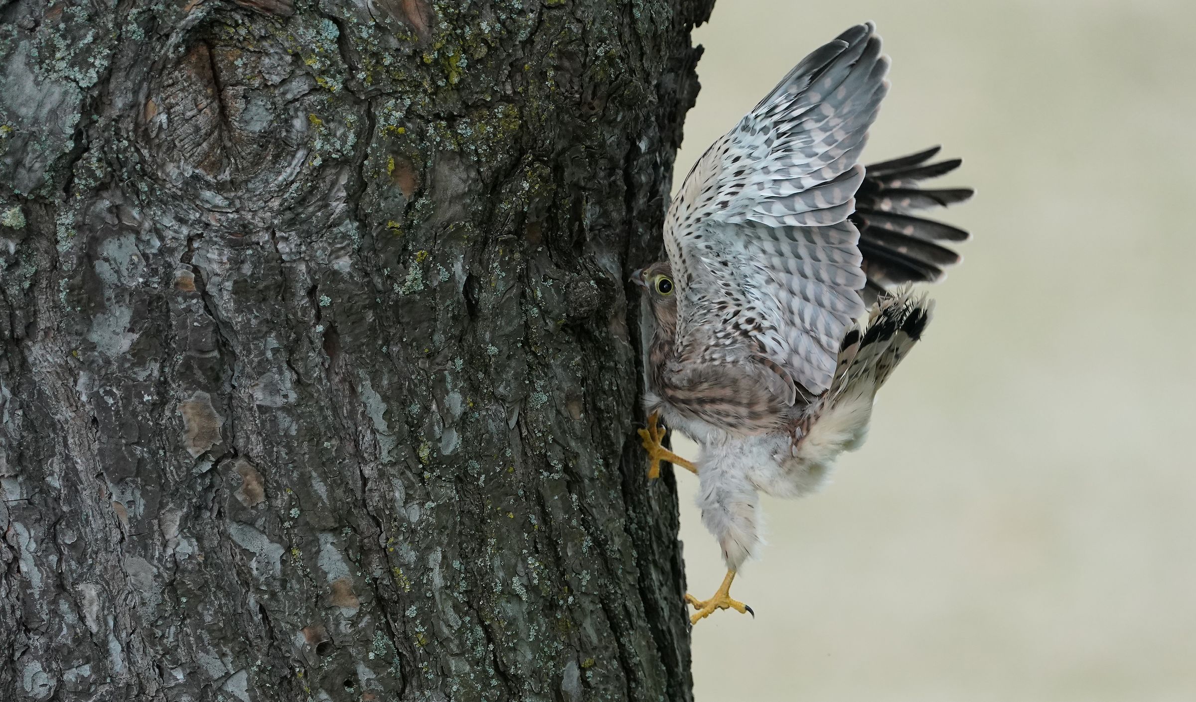 The ascent to the nest