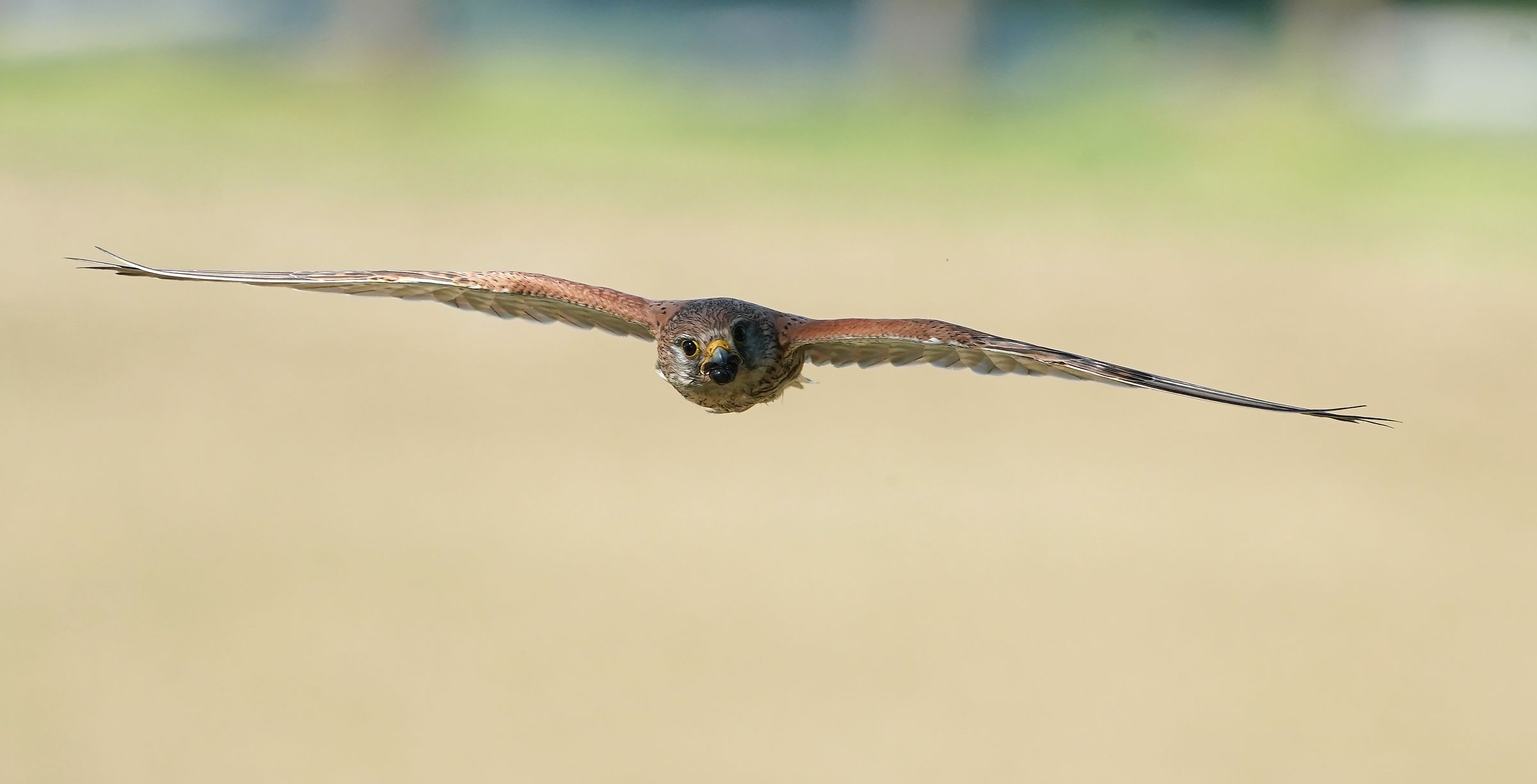 Female kestreps with prey