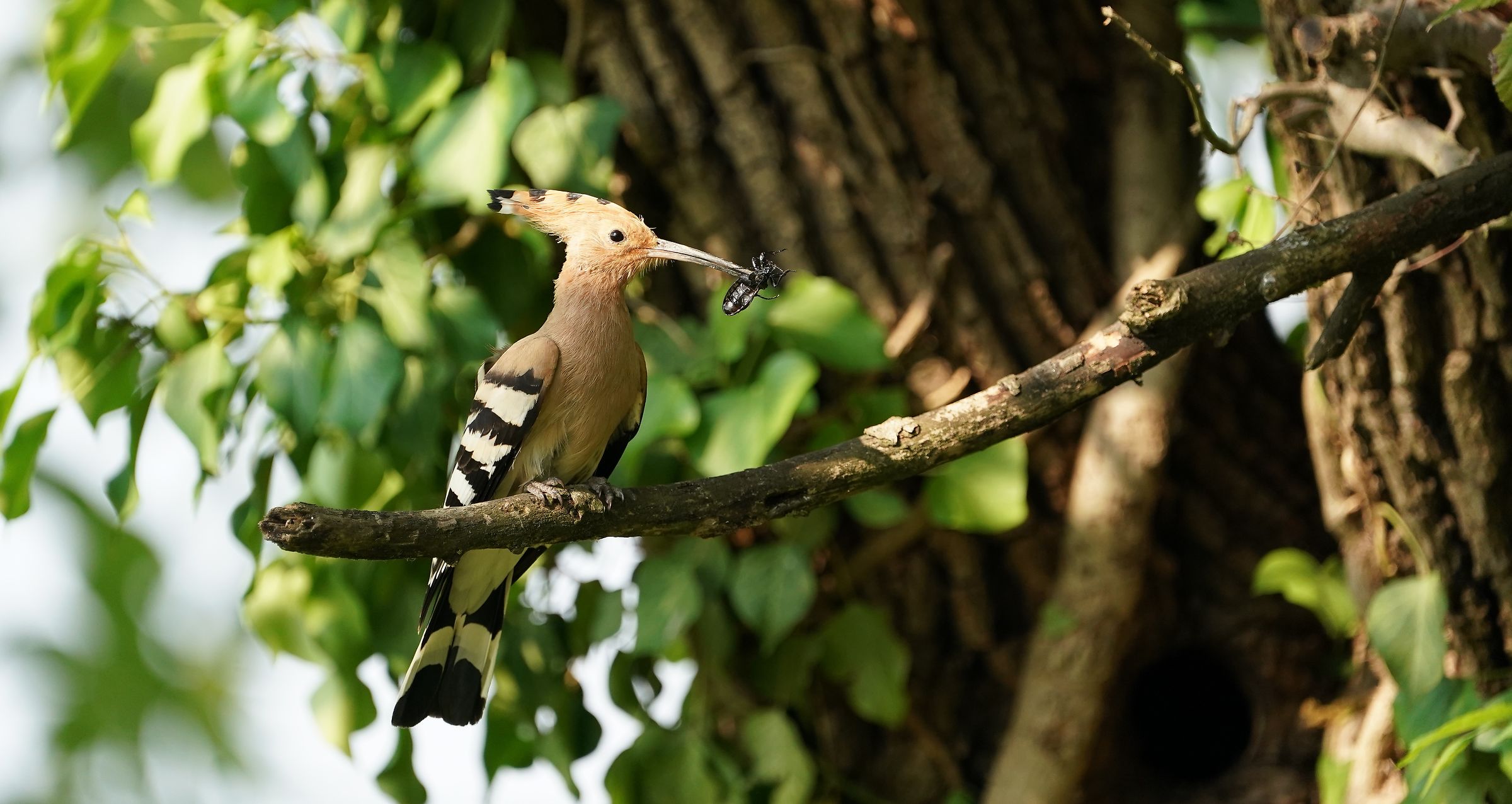 Hoopoe with prey
