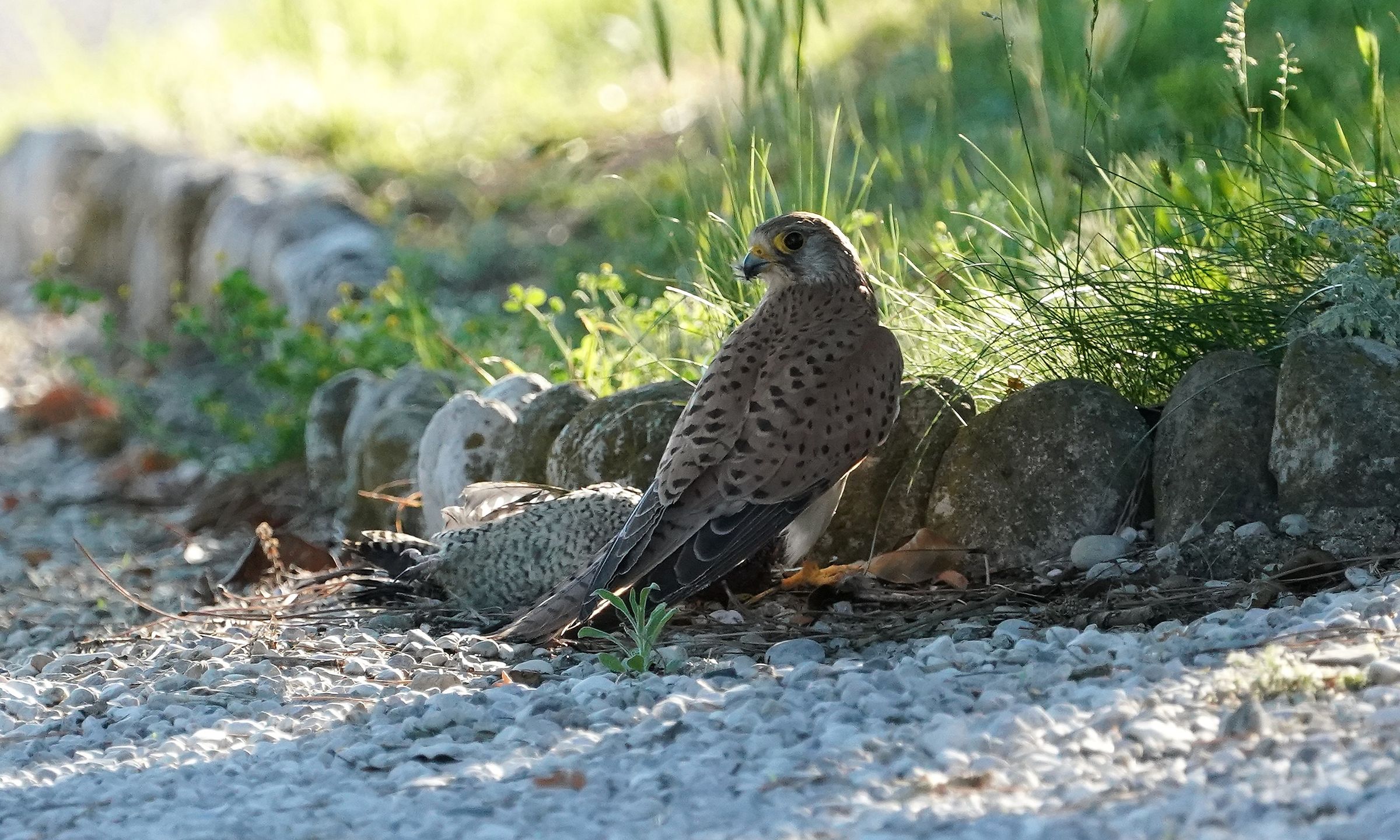 Female kestrel preying on green woodpecker