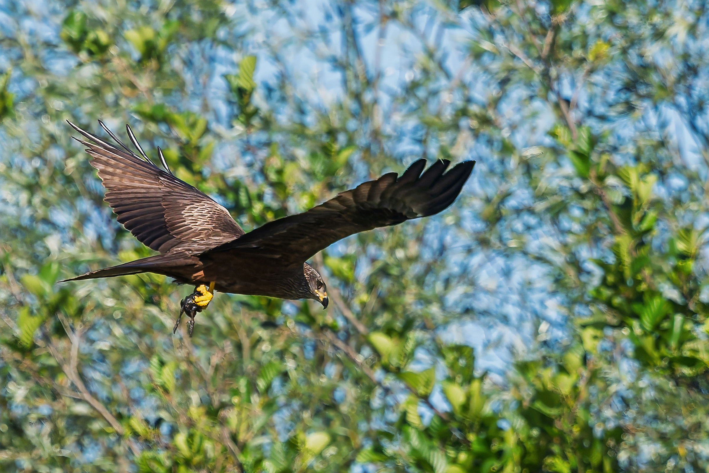 breakfast in flight