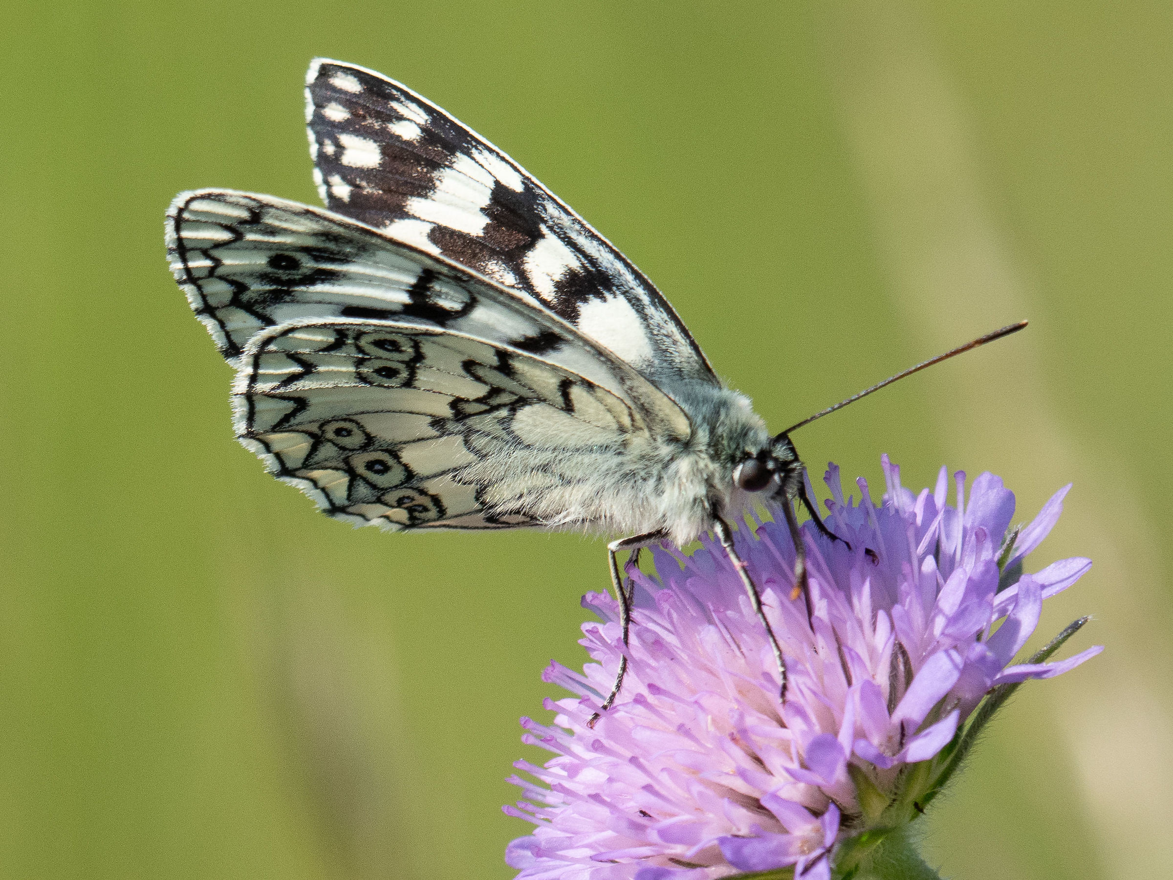 Melanargia russiae