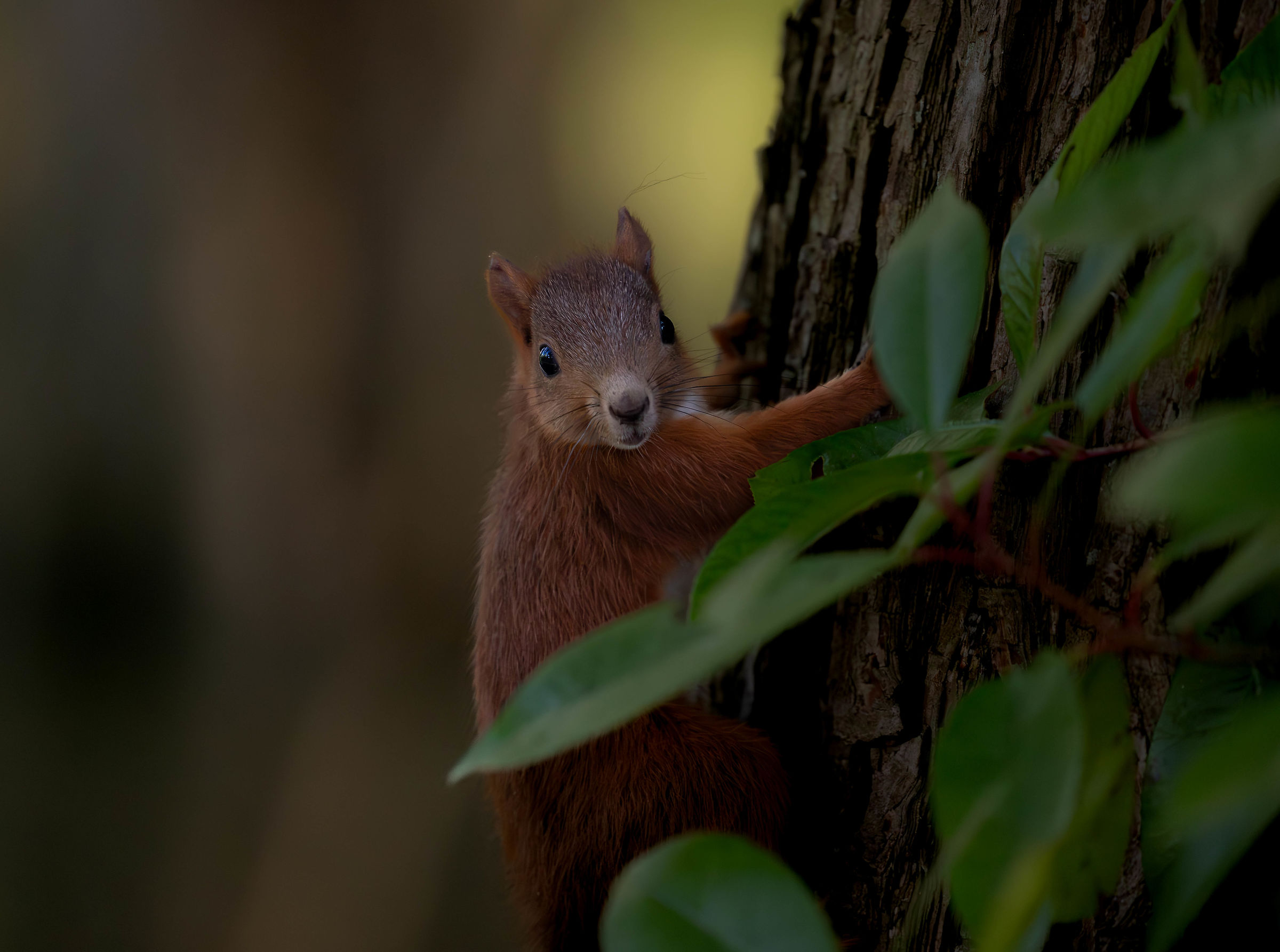 Squirrel