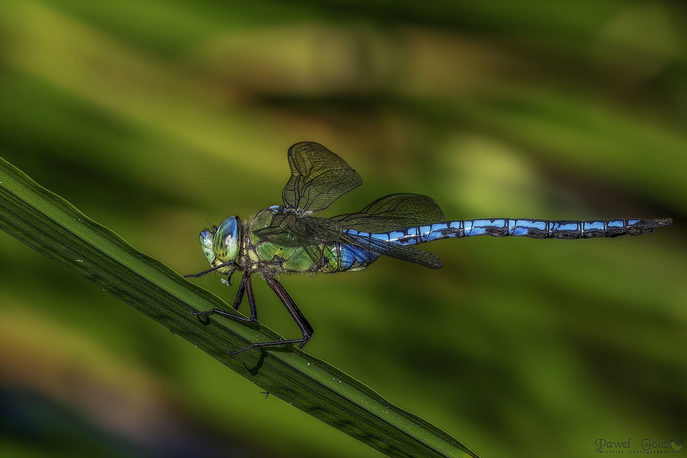 Emperor Dragonfly (Anax imperator)