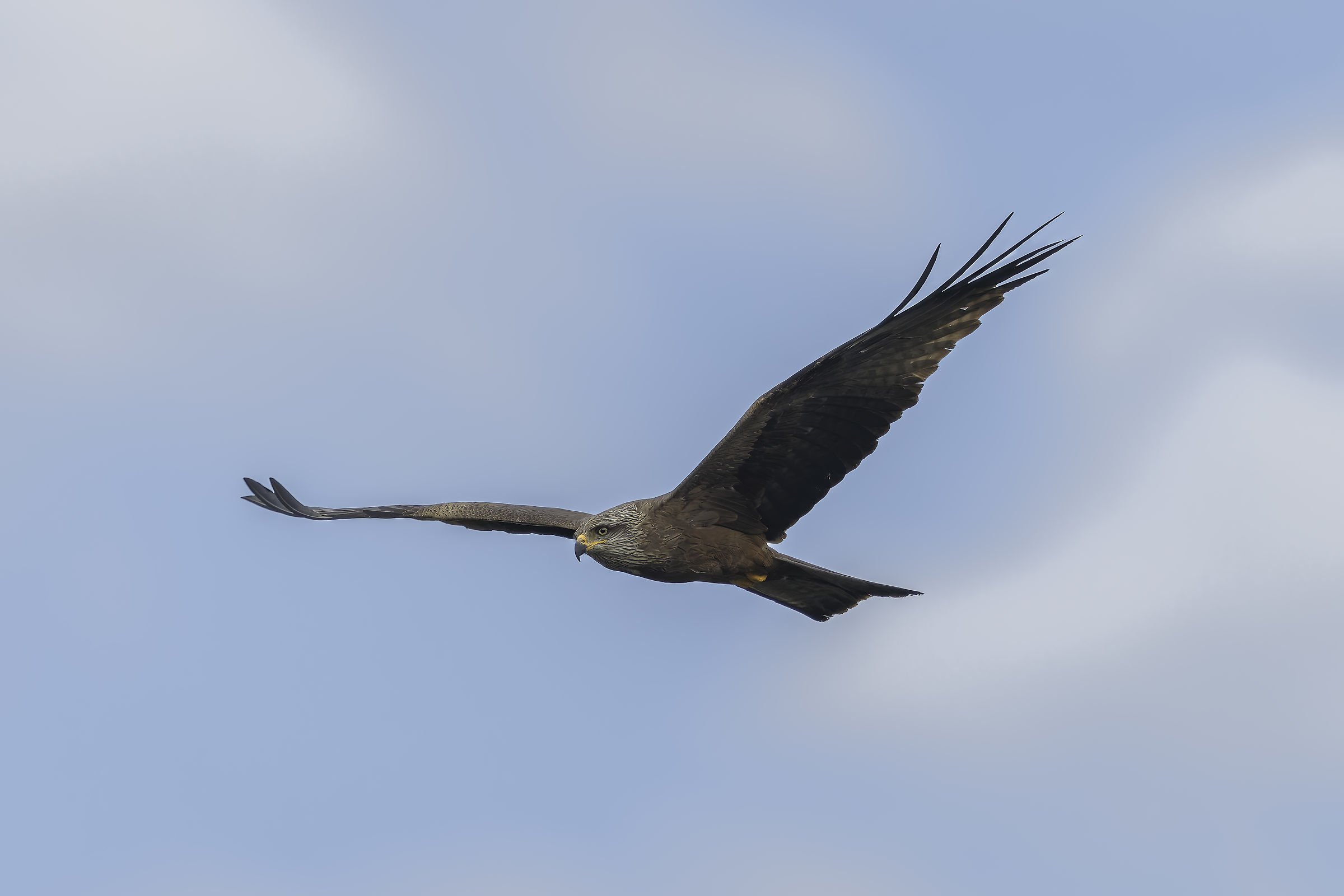 Black Kite