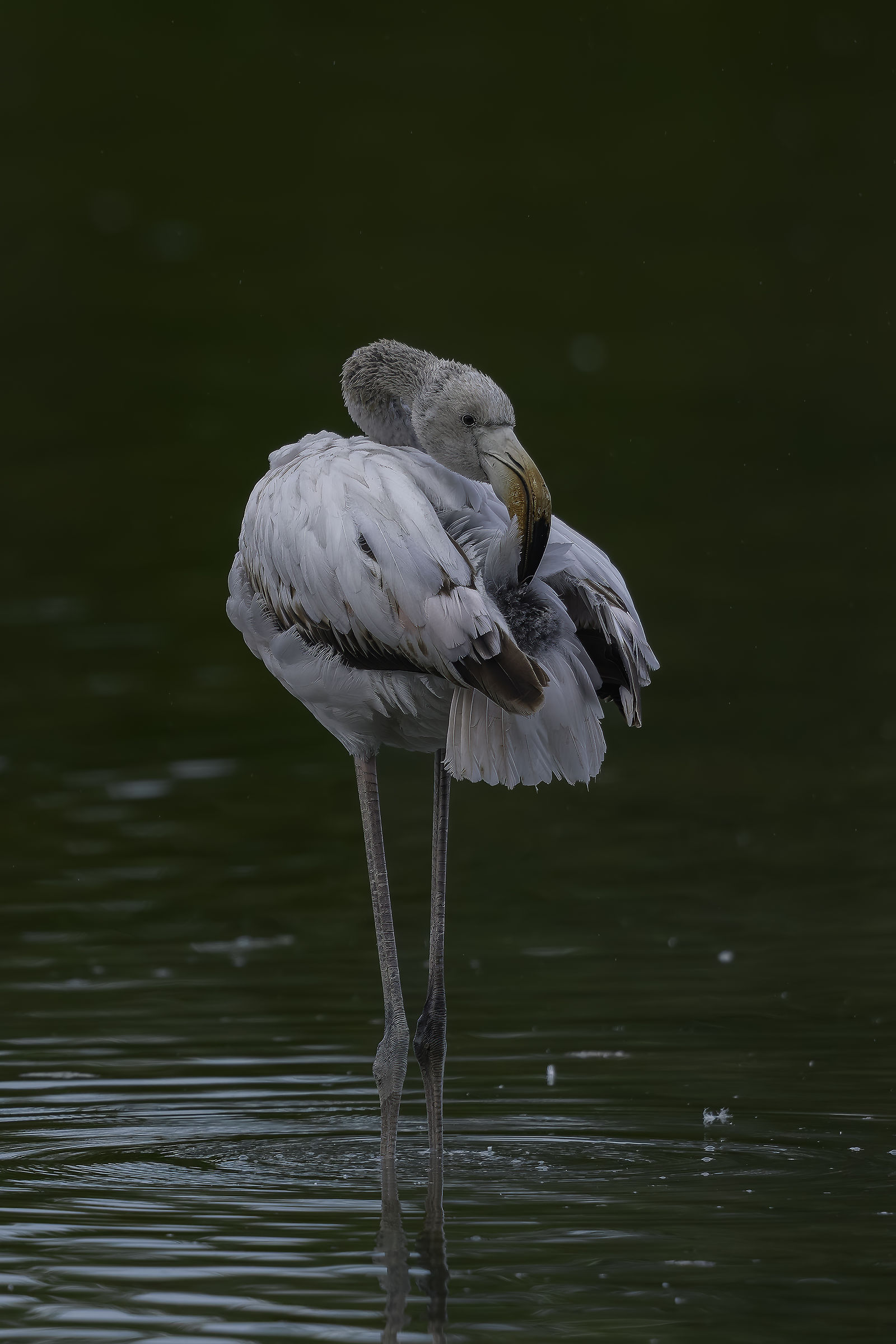 Pink flamingo