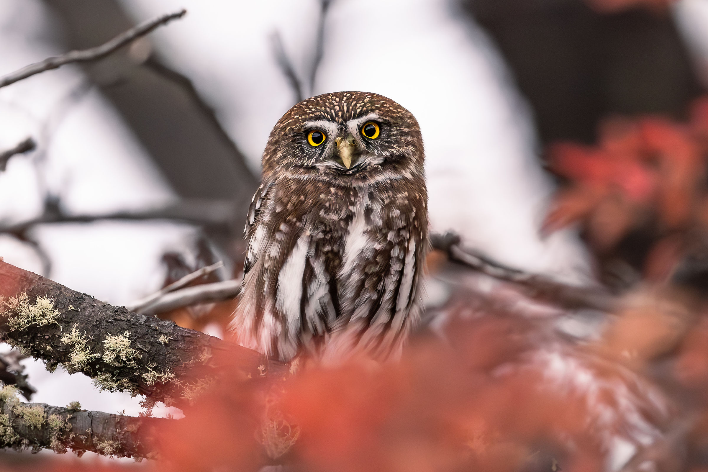 Civetta pigmea australe (Glaucidium nana)