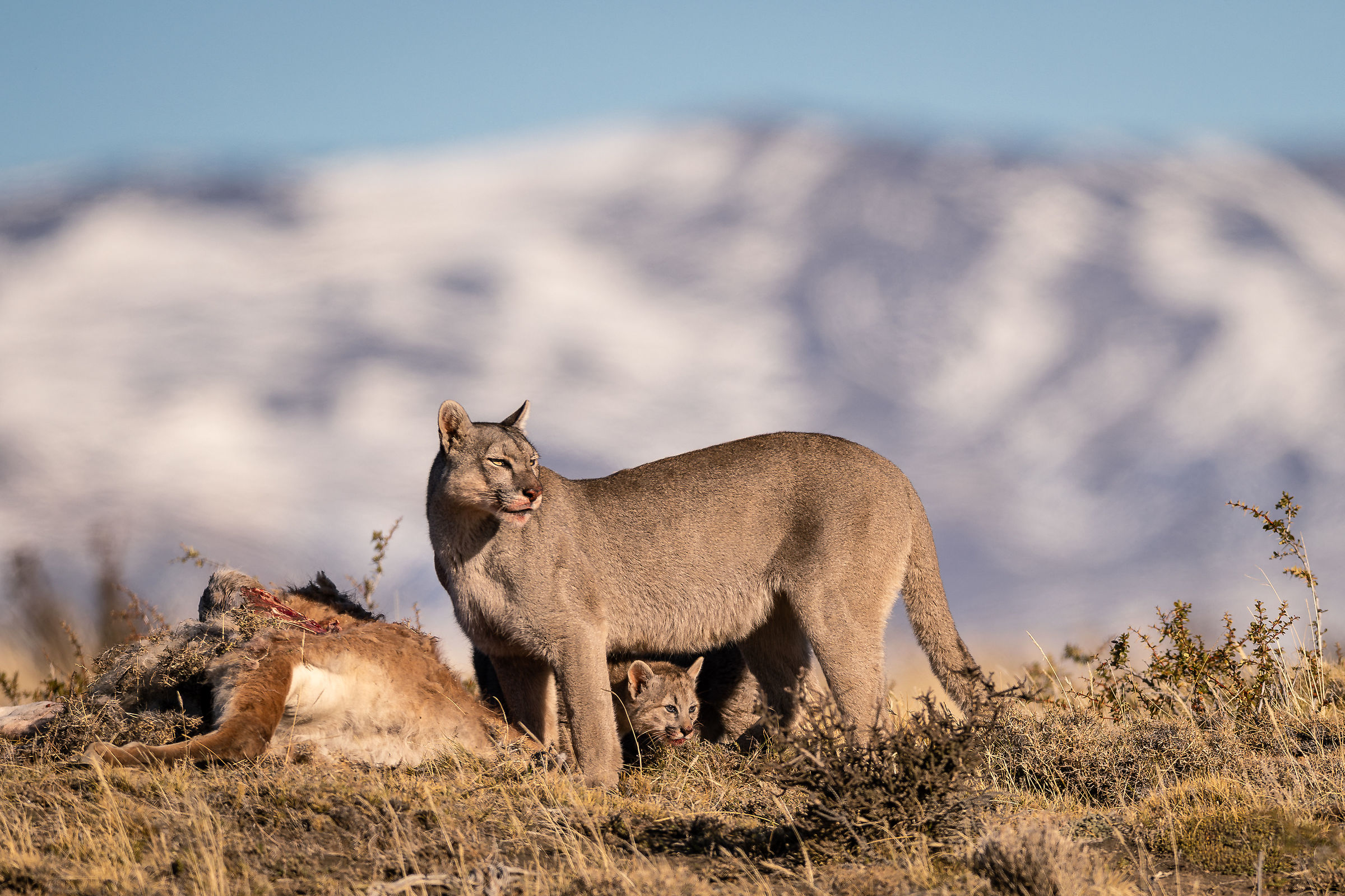 Puma concolor