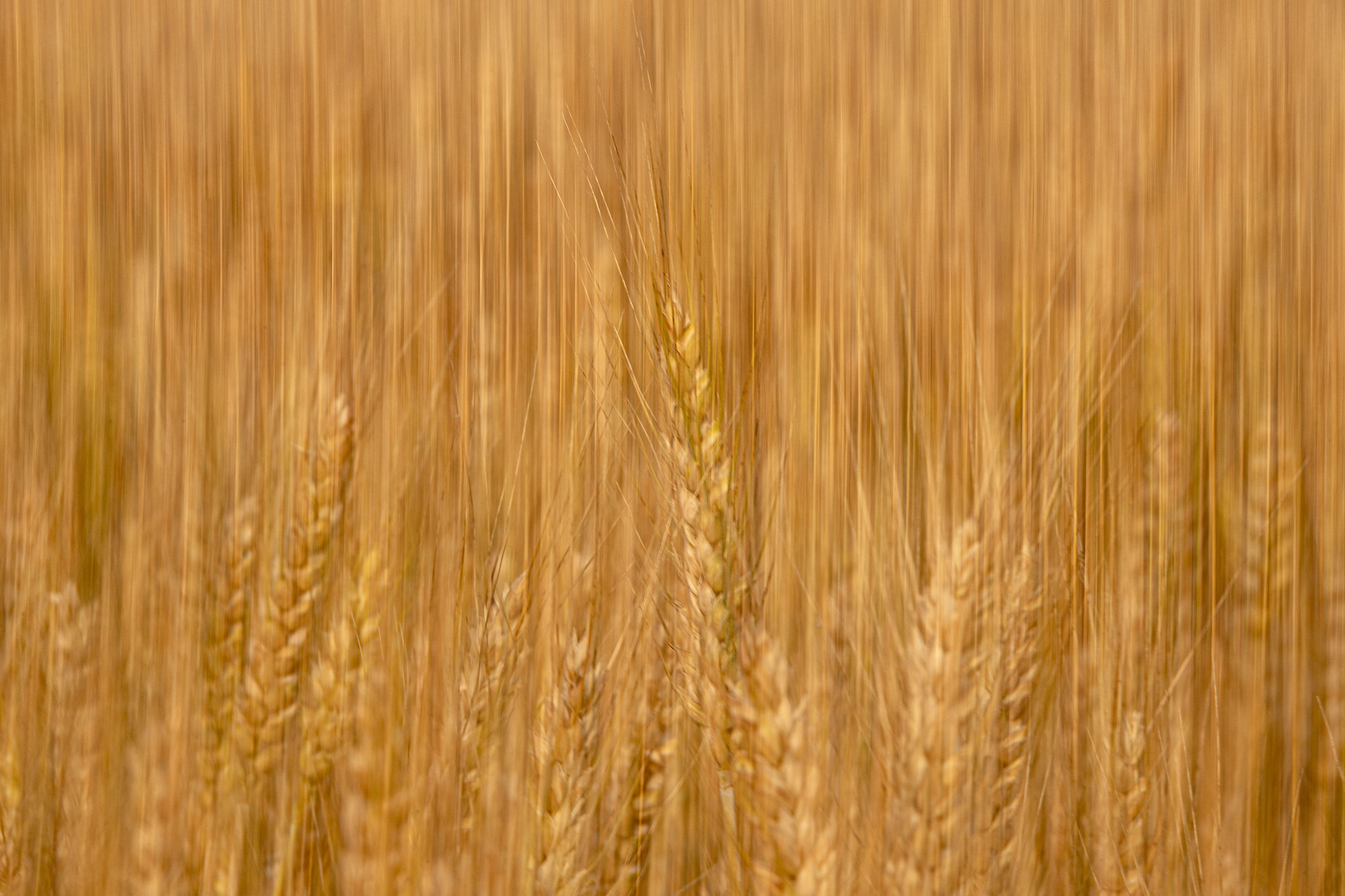 Strips of wheat