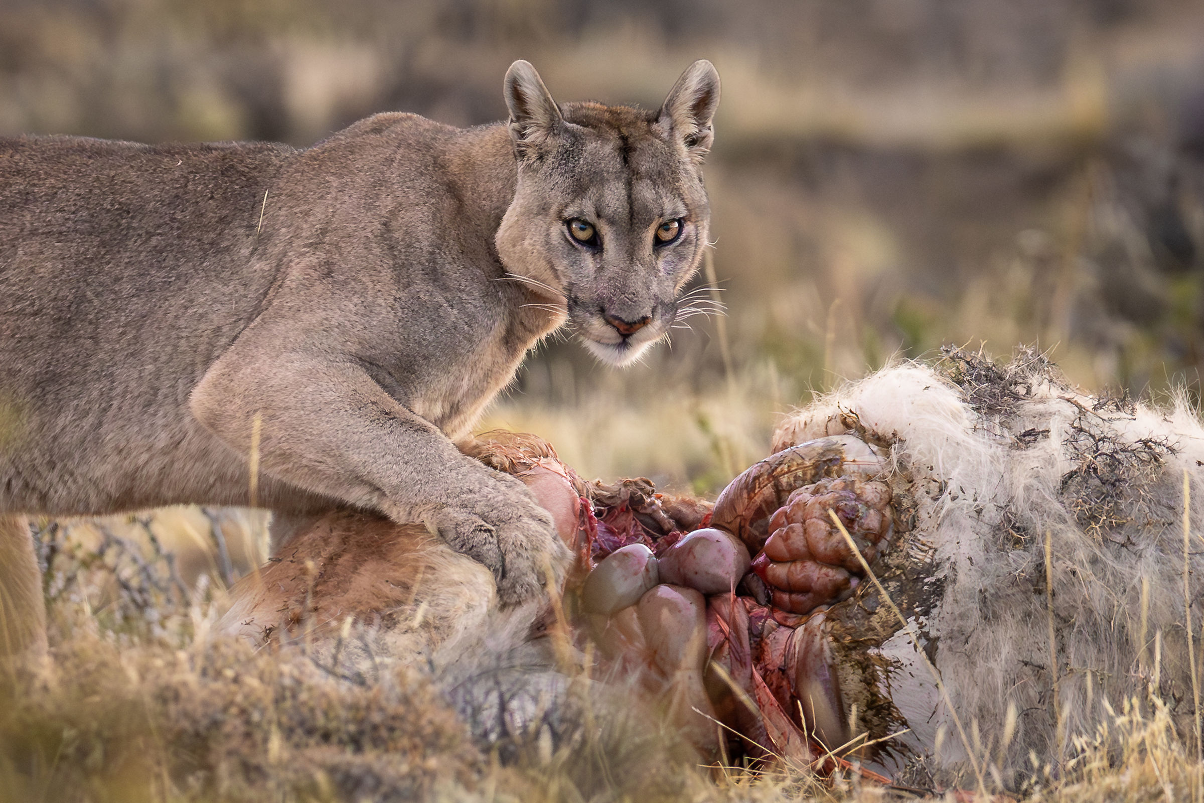Puma concolor