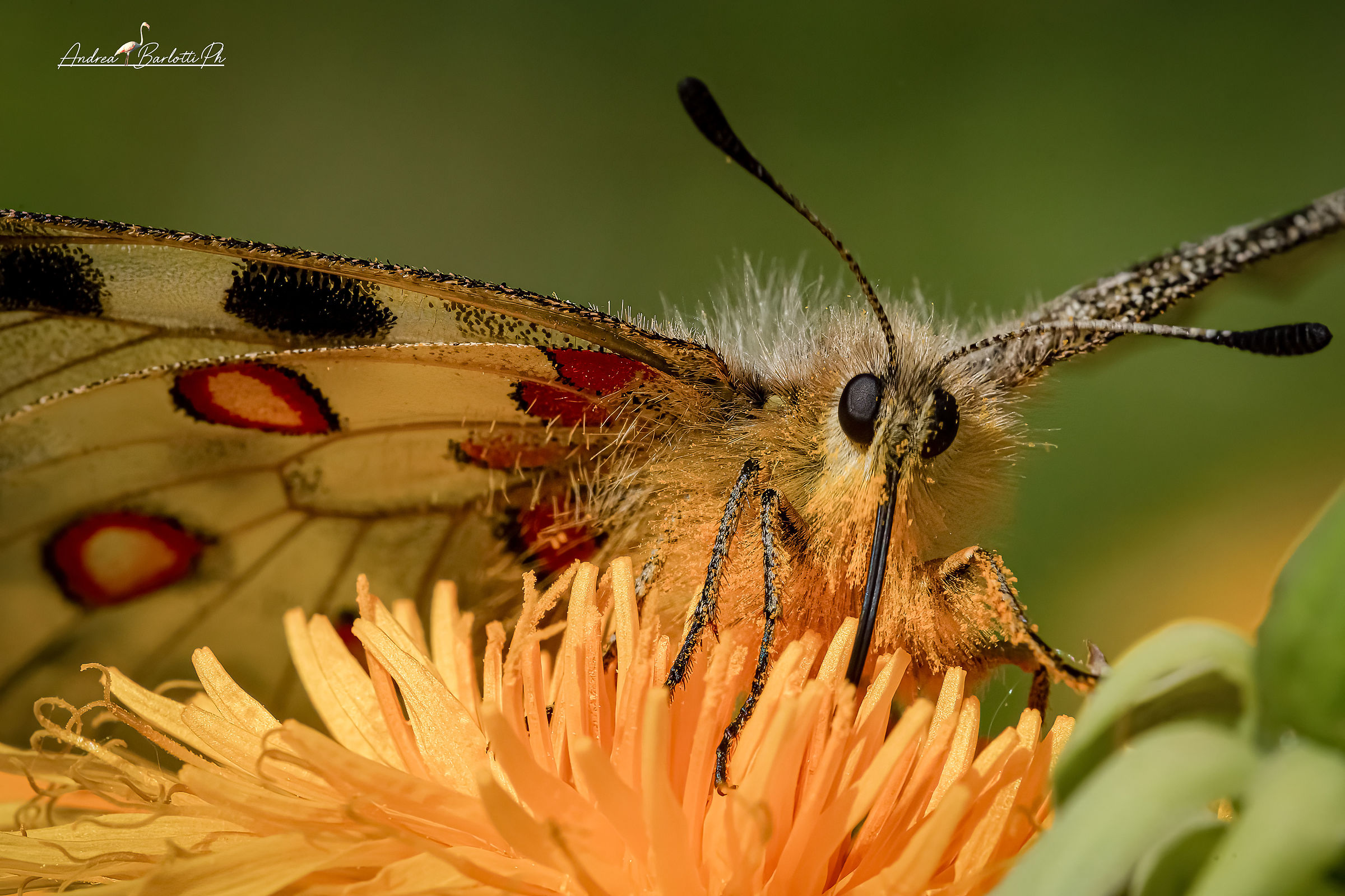 Pollen