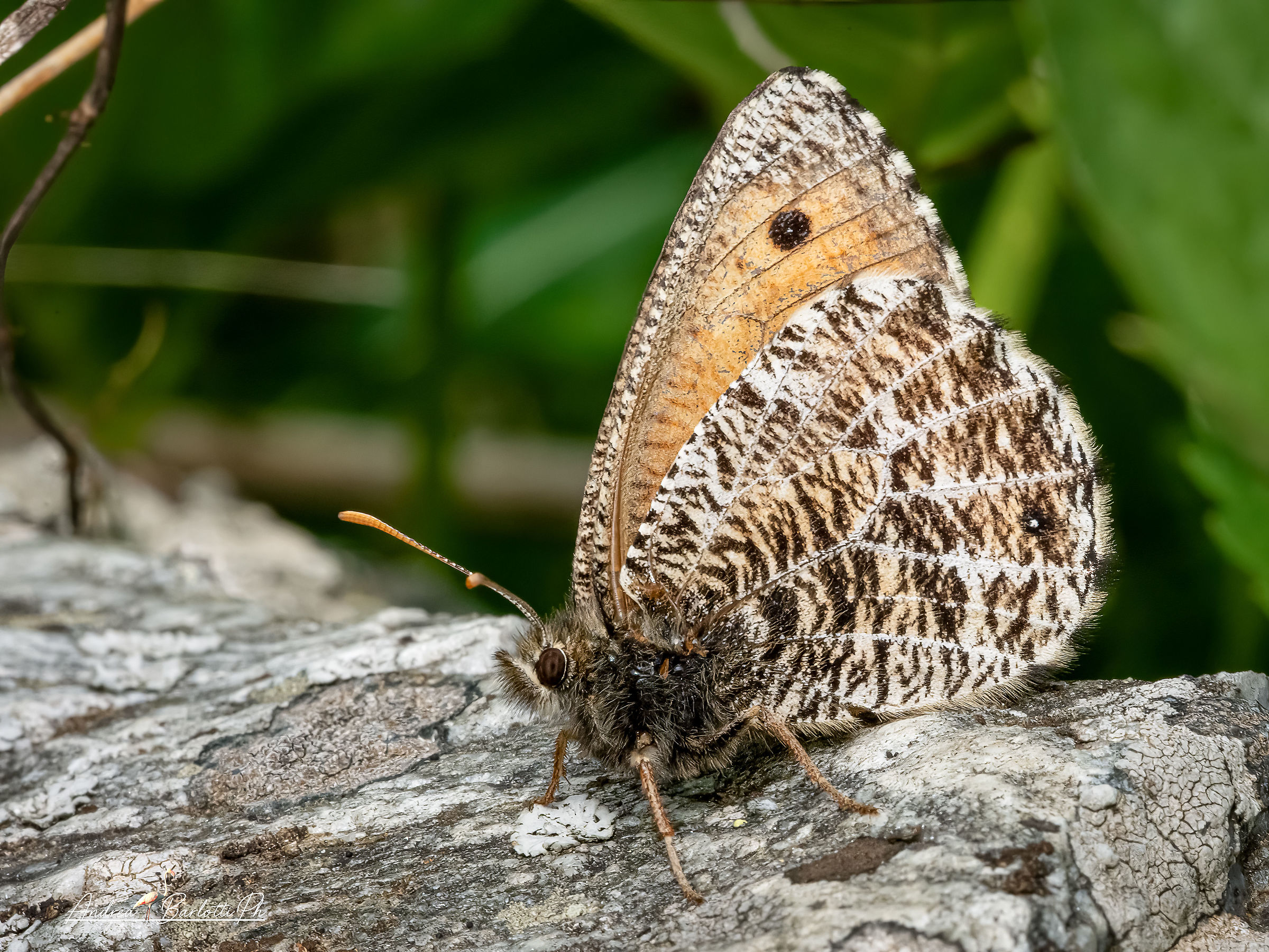 Oeneis glacialis