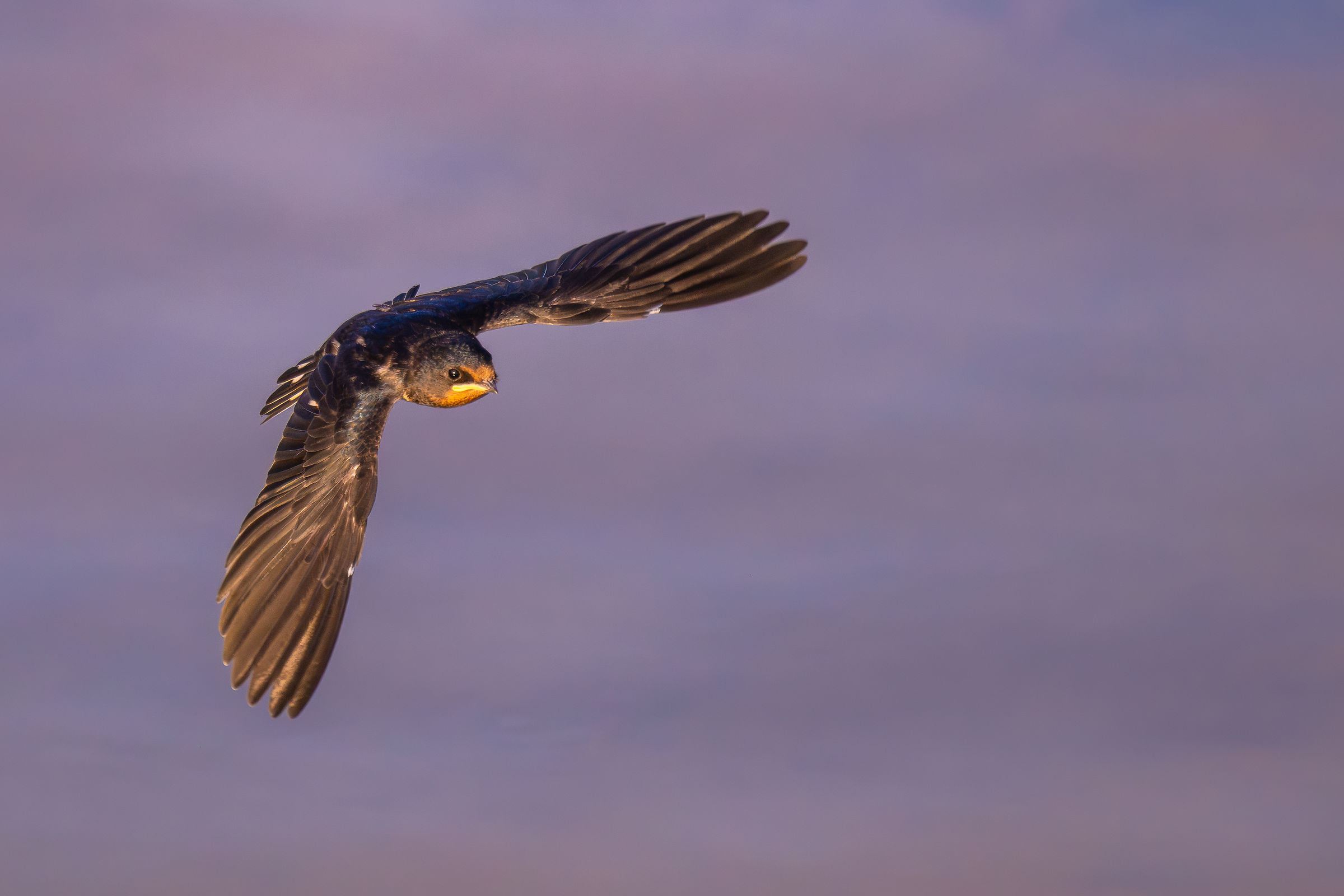 The swallow and the Ombrone