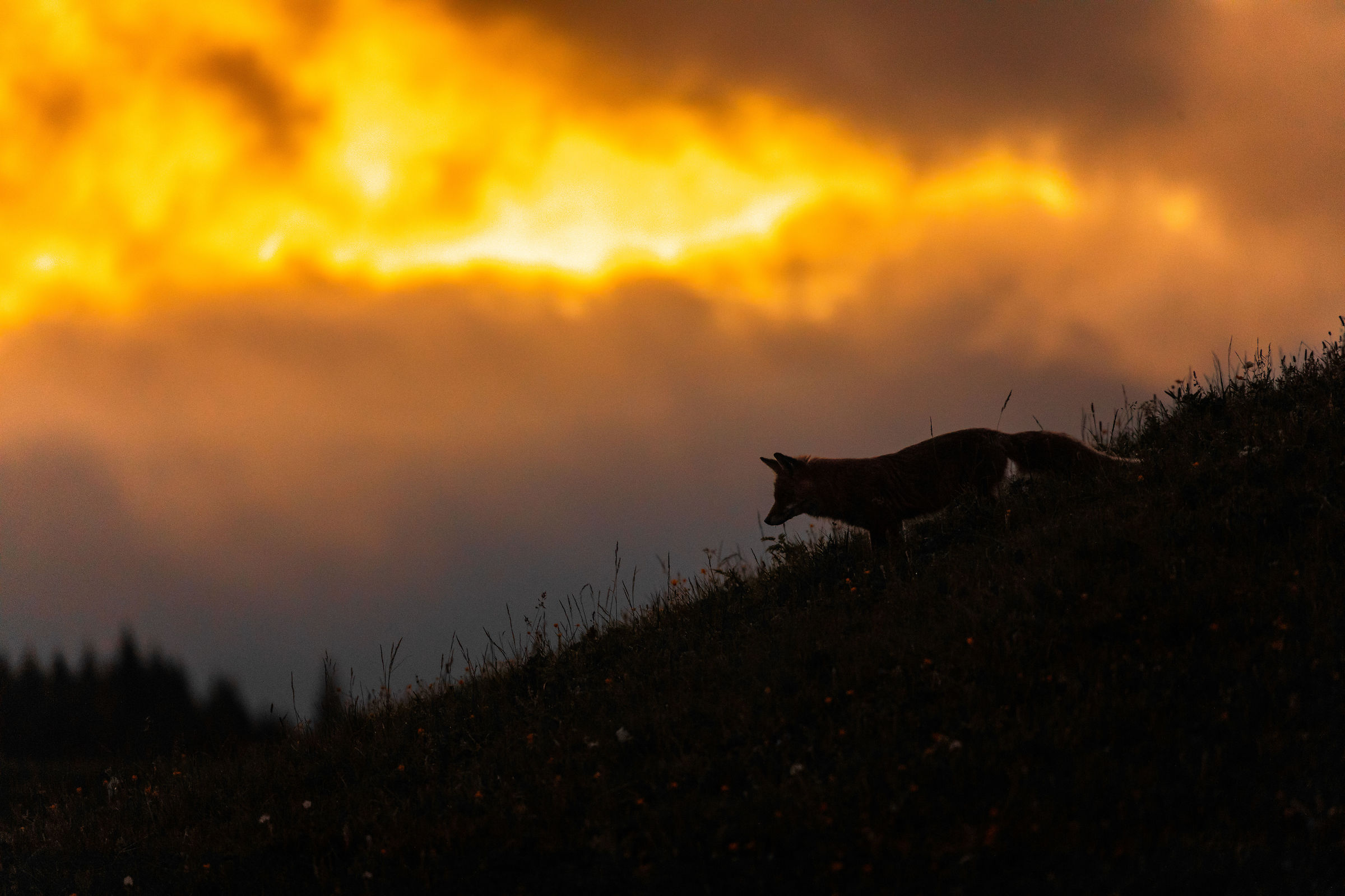 Fox at sunset